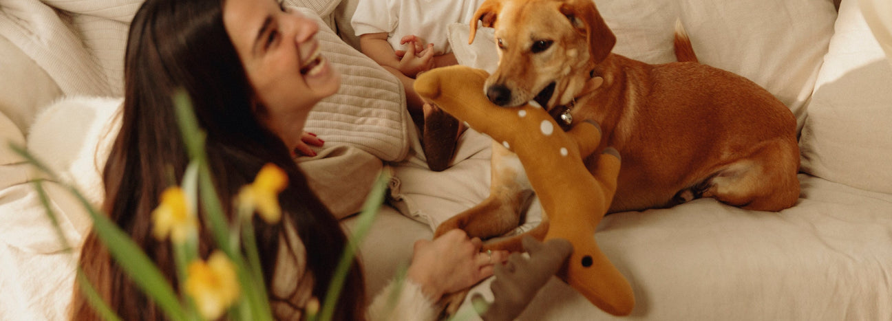 משחקים וצעצועים לכלבים