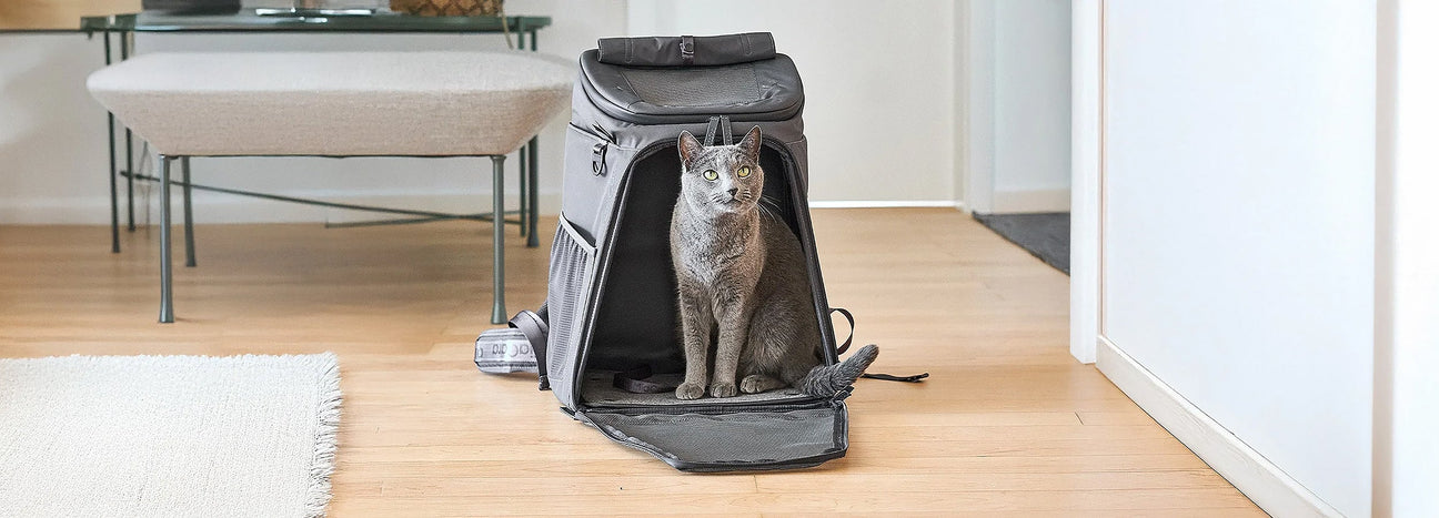 צעצועים ואביזרים לחתולים