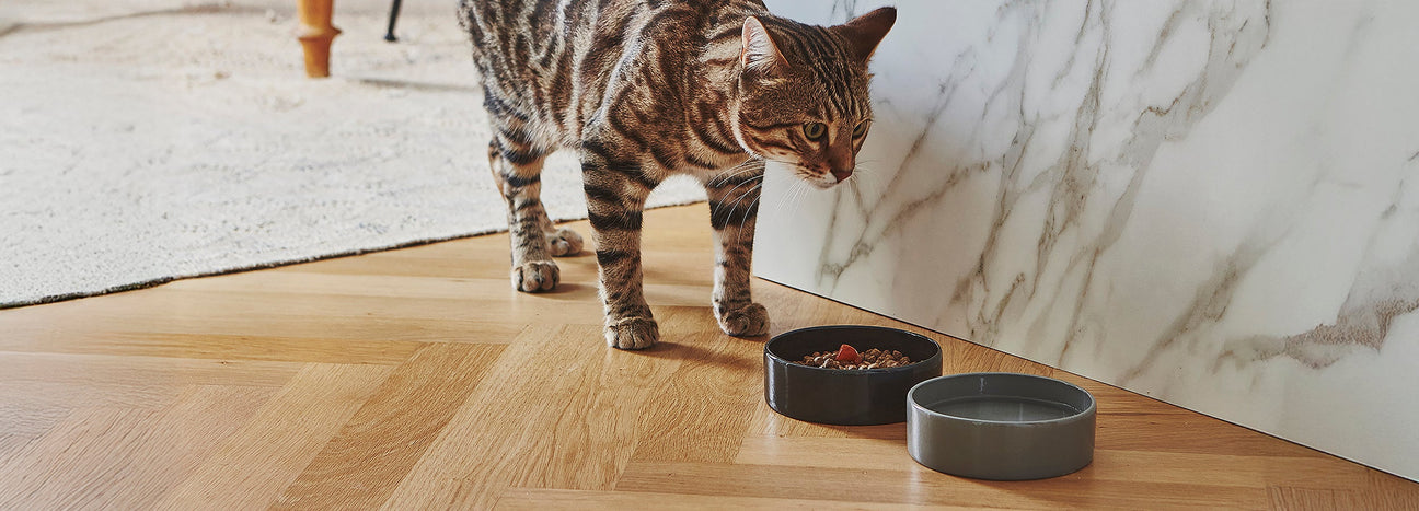 פינות אוכל ושתייה לחתולים