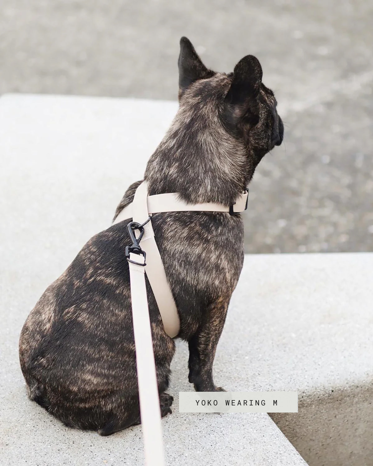 OTTO DOG HARNESS | רתמה לכלב