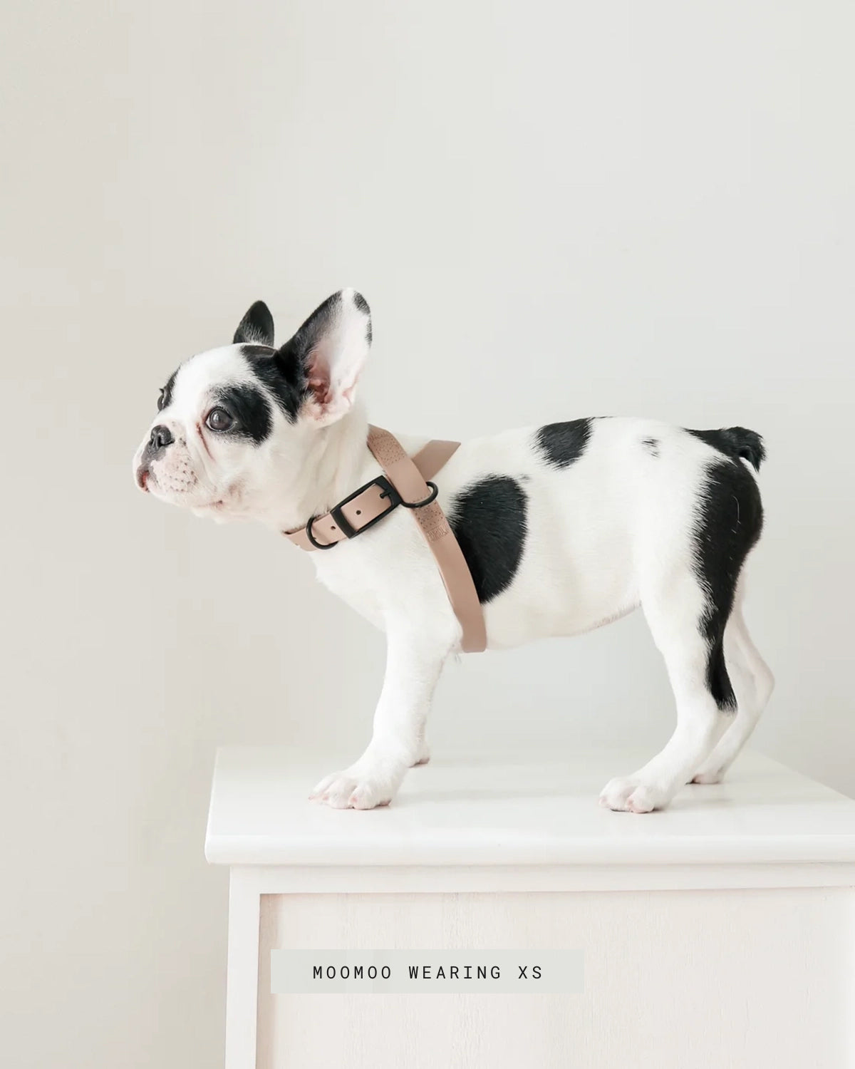 OTTO DOG HARNESS | רתמה לכלב