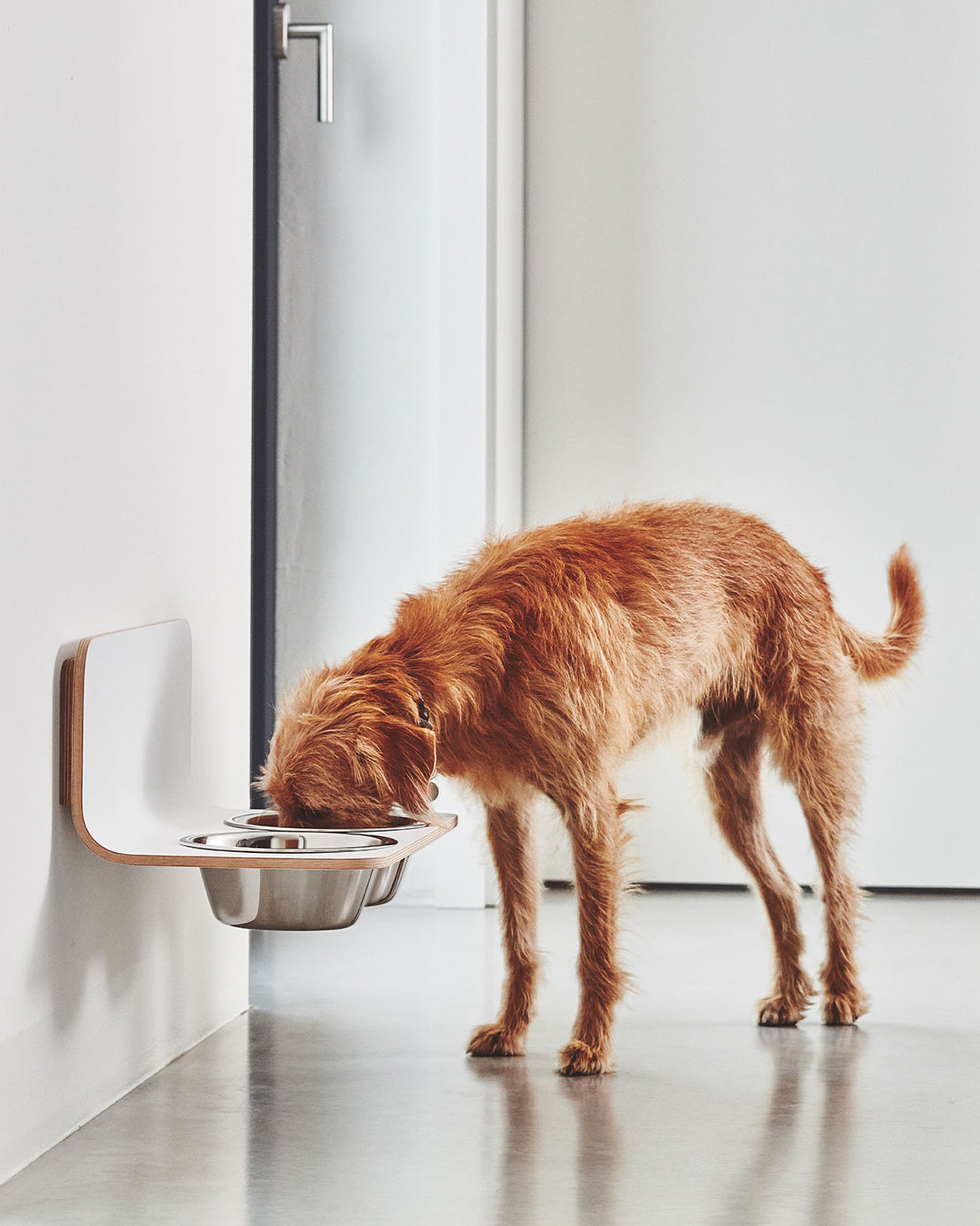 פינות אוכל לחתולים וכלבים