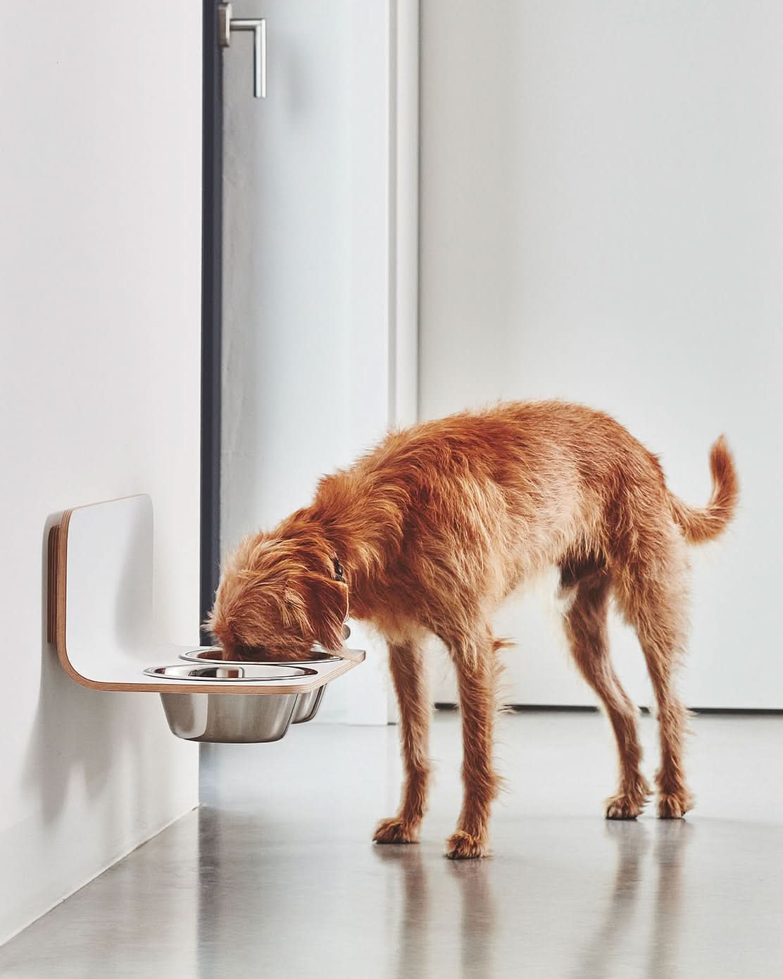 פינות אוכל לחתולים וכלבים