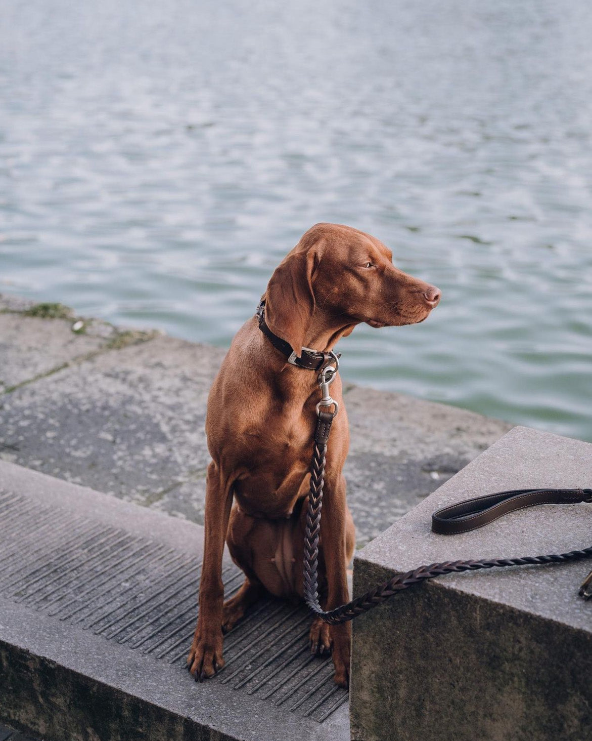קולר עור לכלבים
