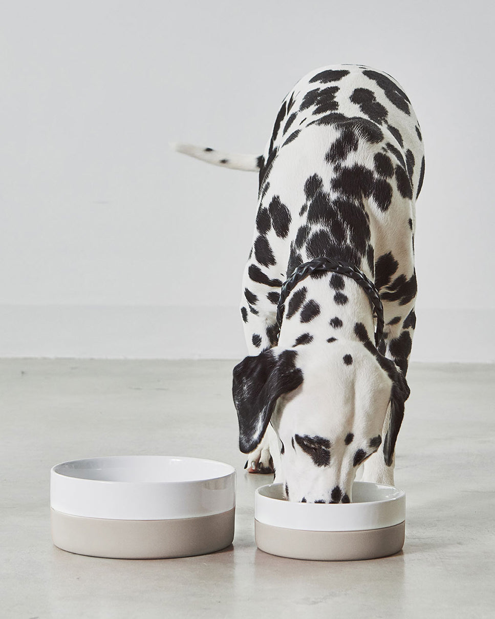 קערות מים ואוכל לכלבים וחתולים