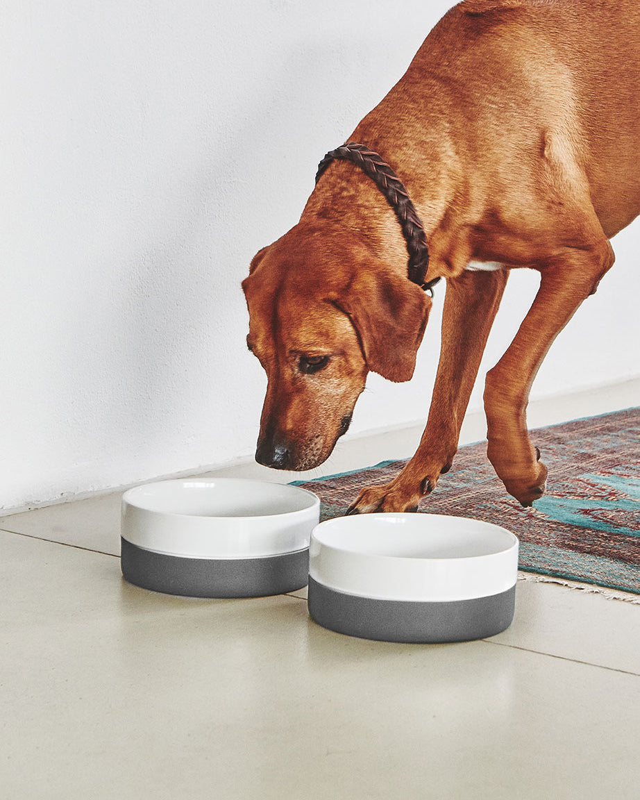 קערות מים ואוכל לכלבים וחתולים