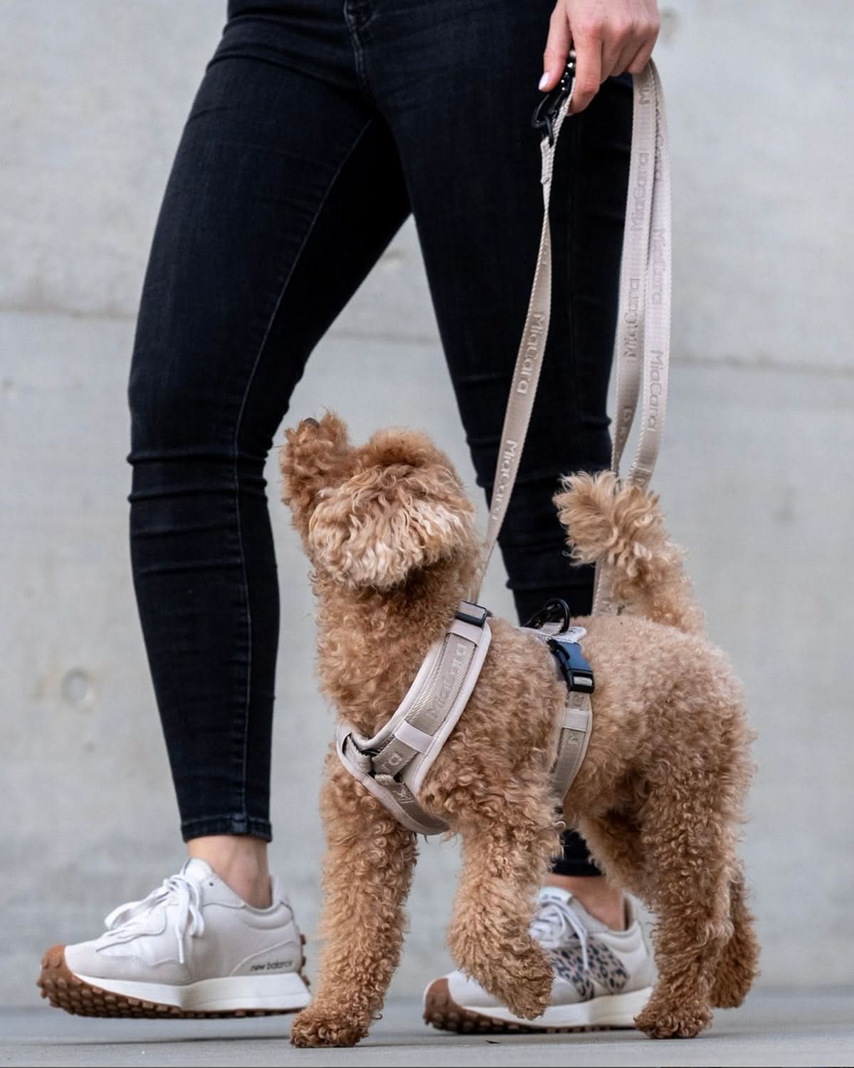 MODENA ADJUSTABLE LEASH | רצועה מתכווננת לכלב