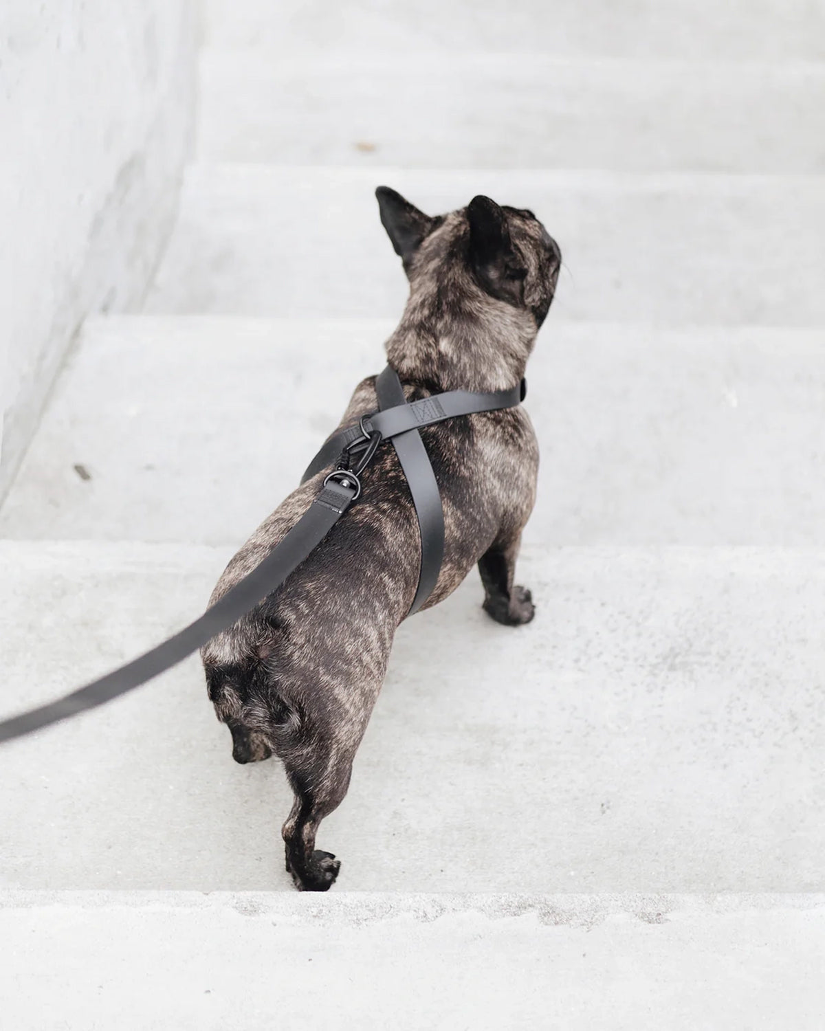 OTTO X DOG HARNESS | רתמה לכלב