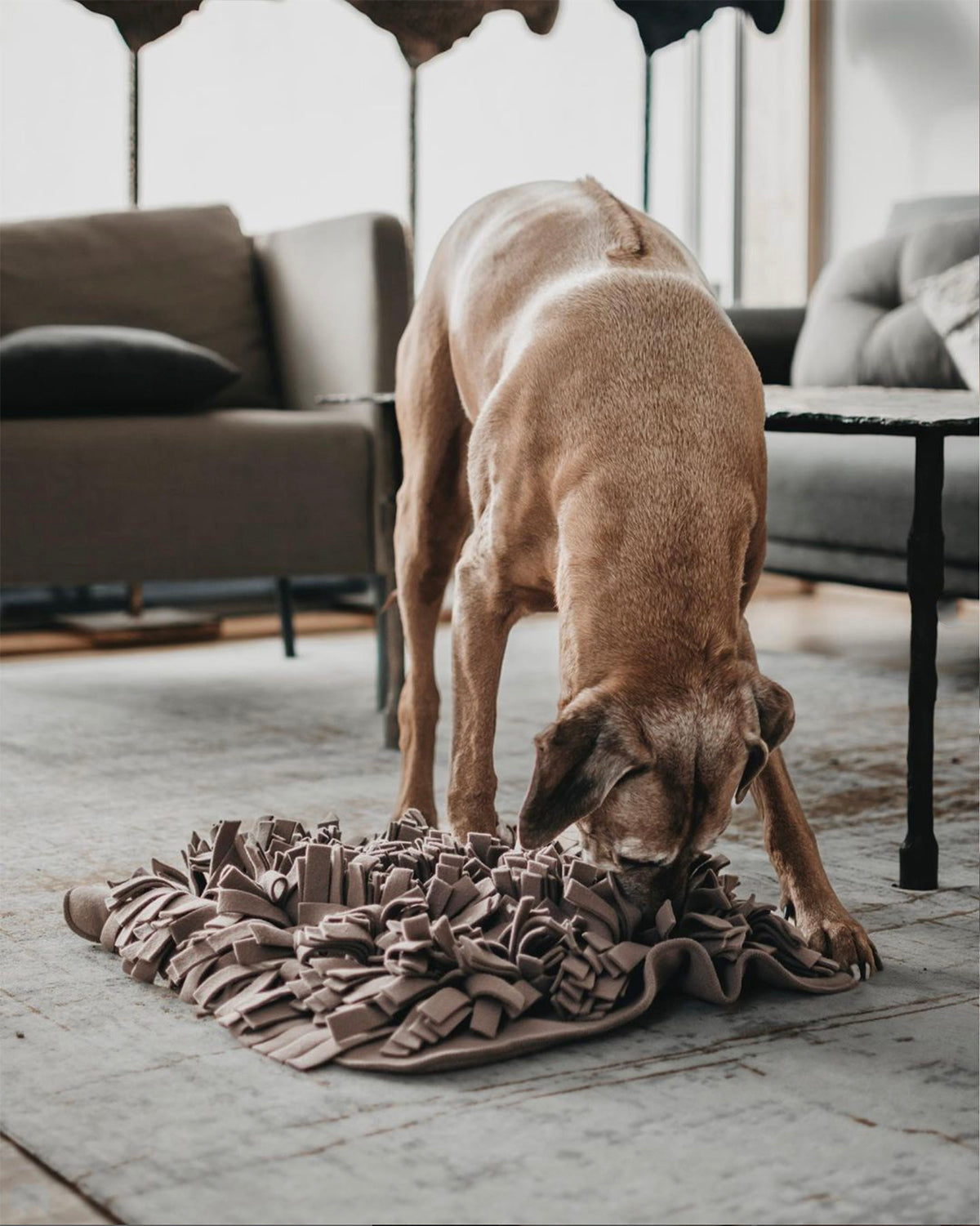DOG SNUFFLE MAT | משטח רחרוח לכלב