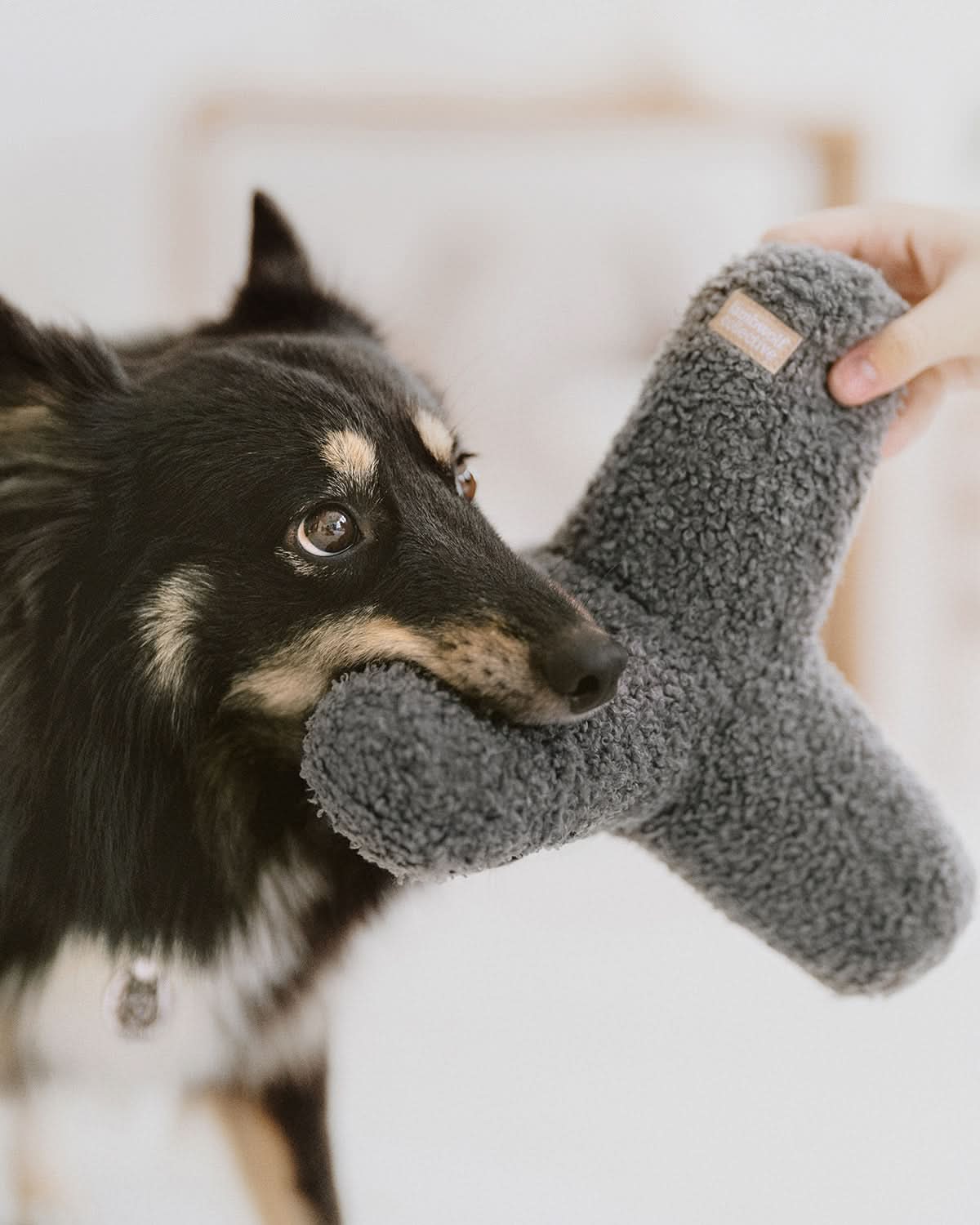 BREUER DOG TOY | צעצוע לכלב
