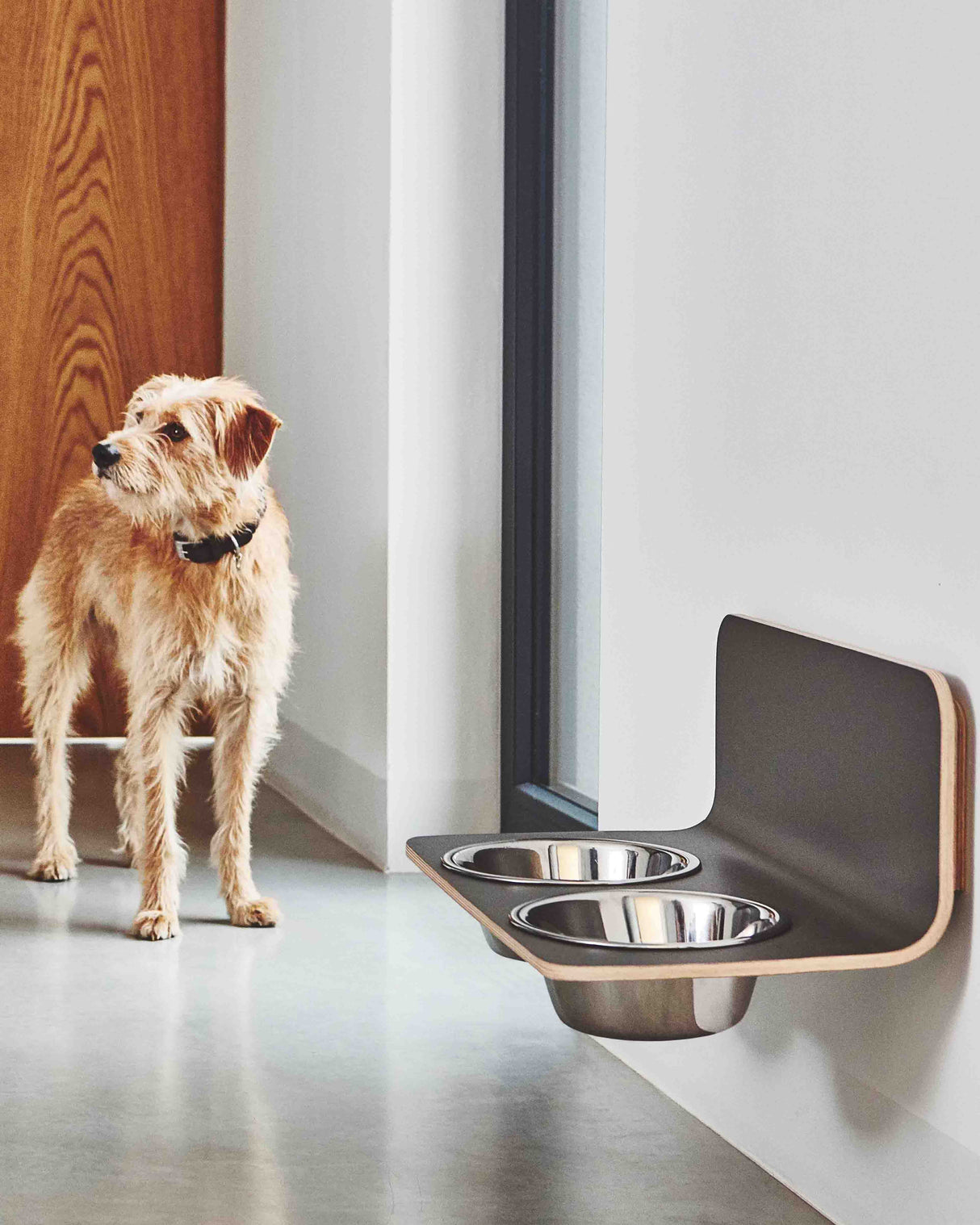 פינות אוכל לחתולים וכלבים