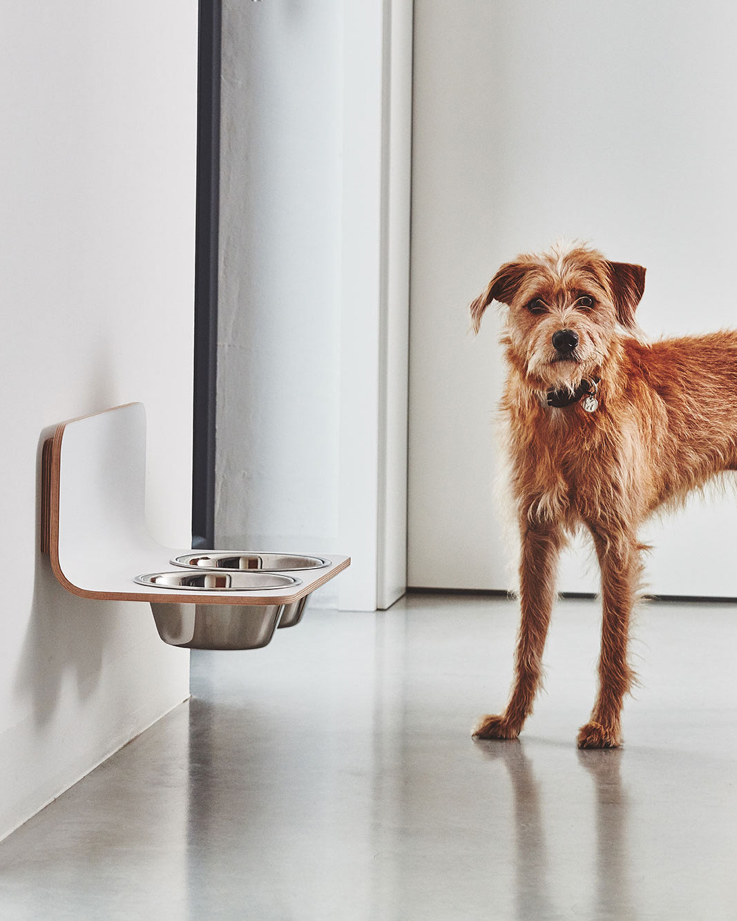 פינות אוכל לחתולים וכלבים