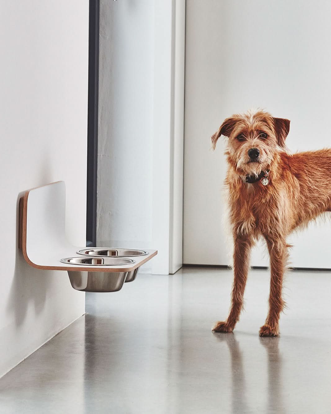 פינות אוכל לחתולים וכלבים