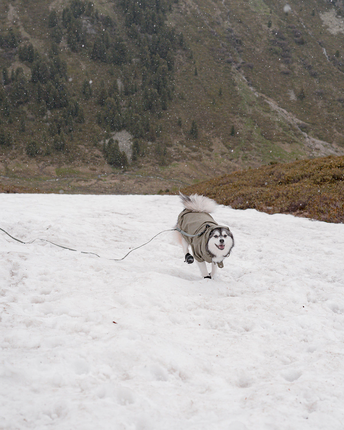 NOMAD LONG TRAINING LEAD | רצועת אילוף לכלב