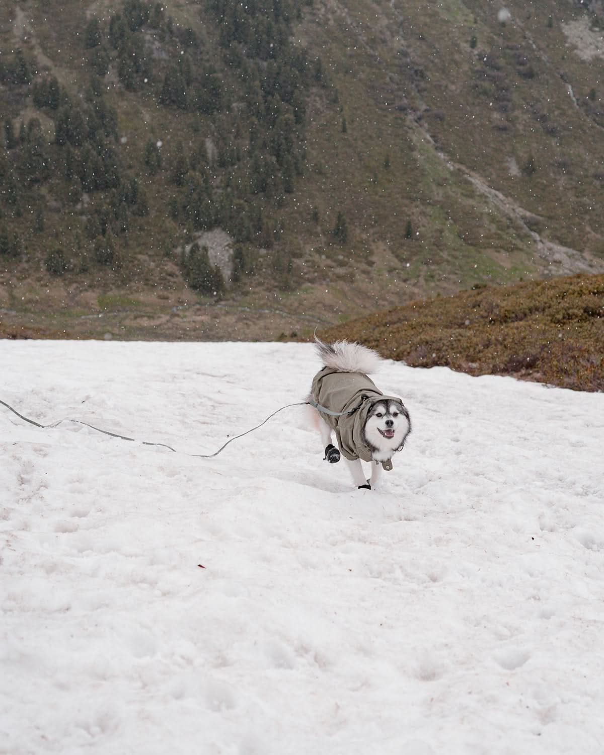 NOMAD LONG TRAINING LEASH | רצועת אילוף לכלב