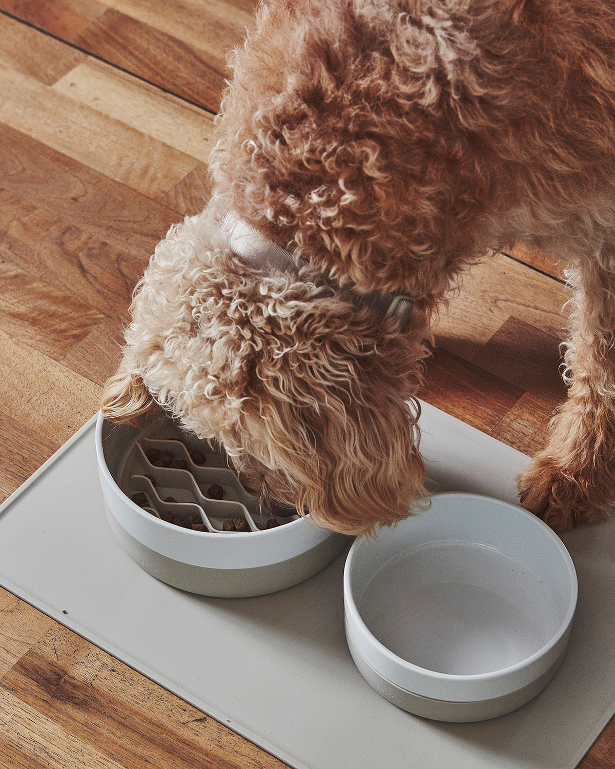 קערות מים ואוכל לכלבים וחתולים