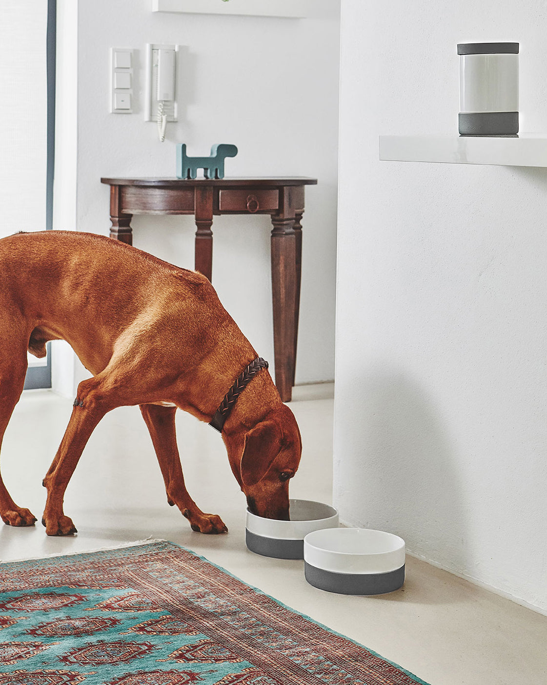 קערות מים ואוכל לכלבים וחתולים