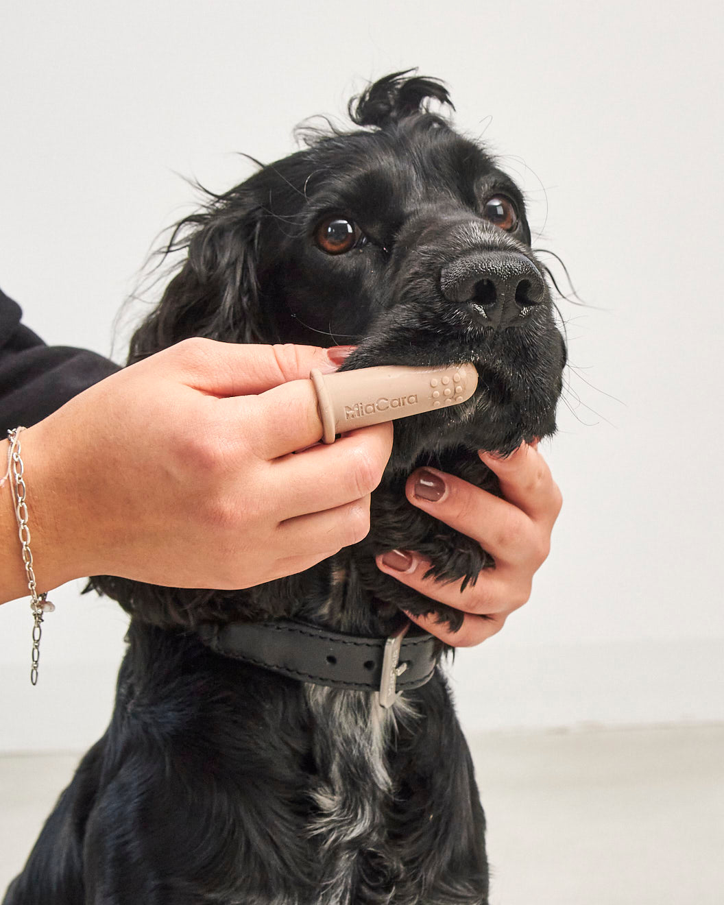 DENTE DOG DENTAL GEL | משחת שיניים טבעית לכלב