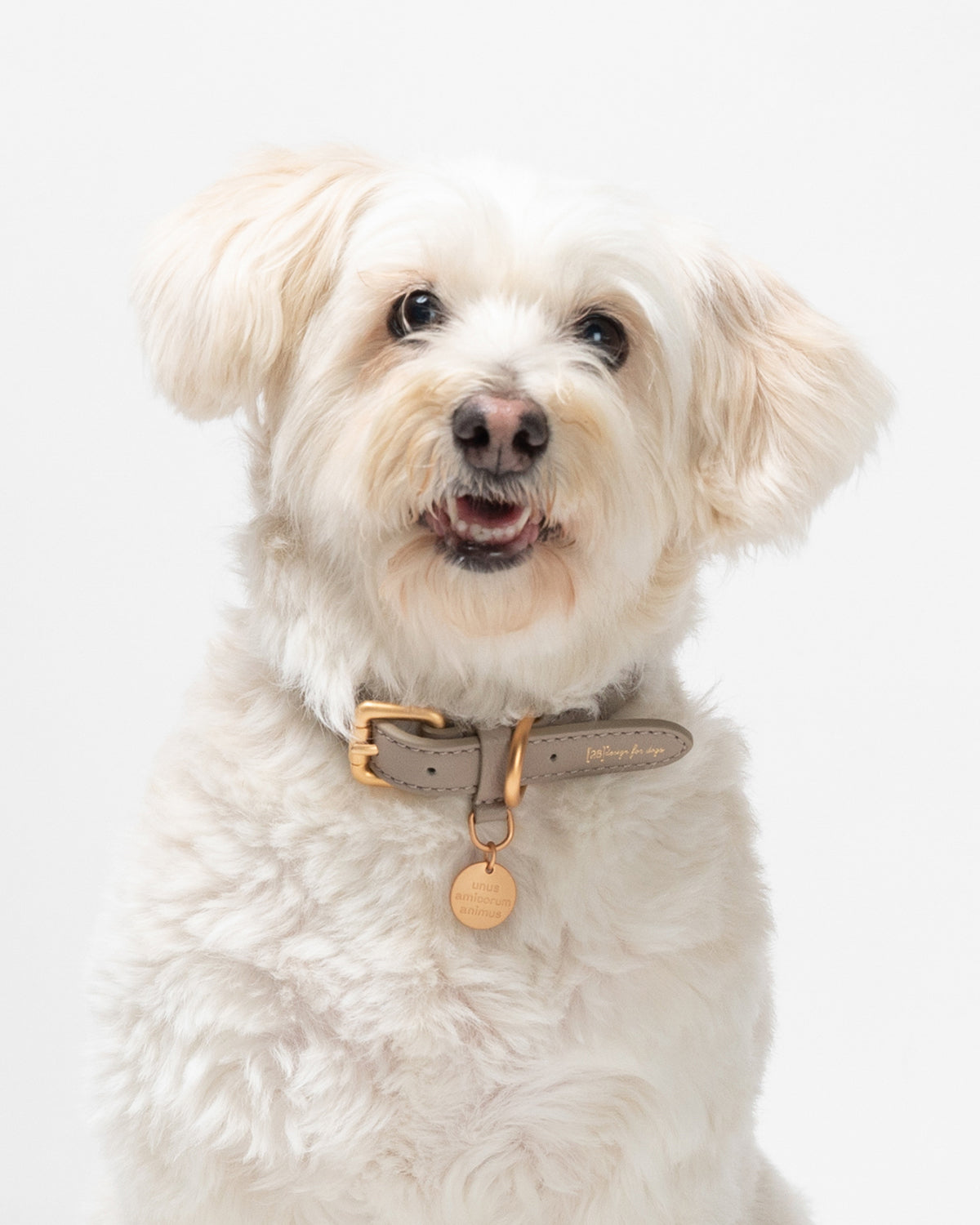 קולר עור לכלבים