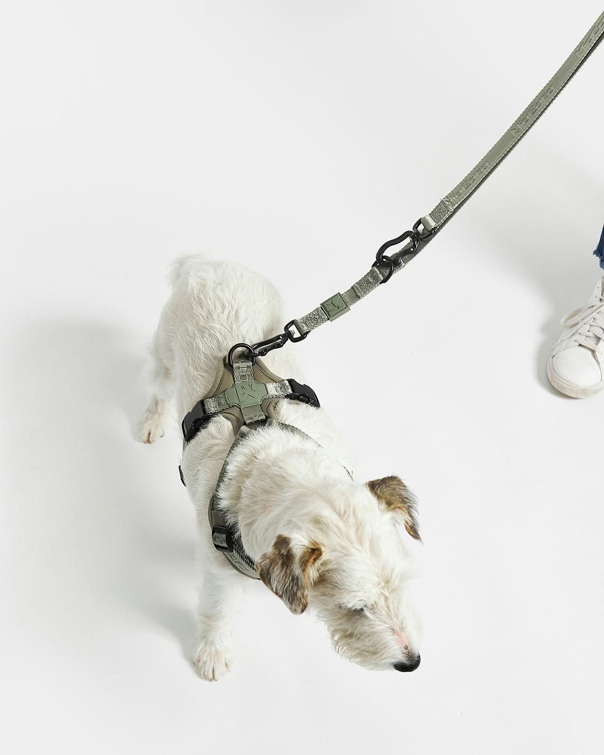 MODENA ADJUSTABLE LEASH | רצועה מתכווננת לכלב