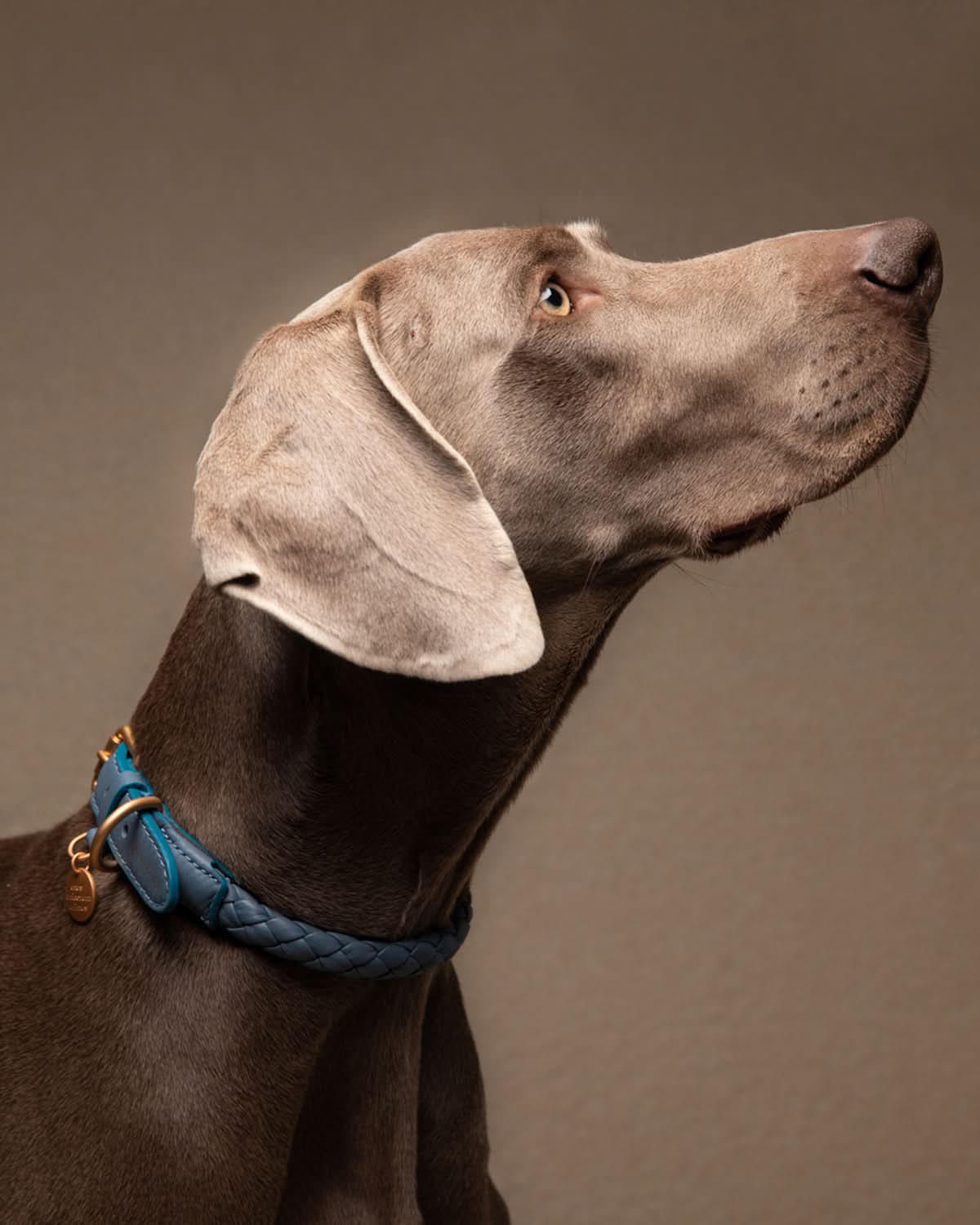 קולר עור לכלבים