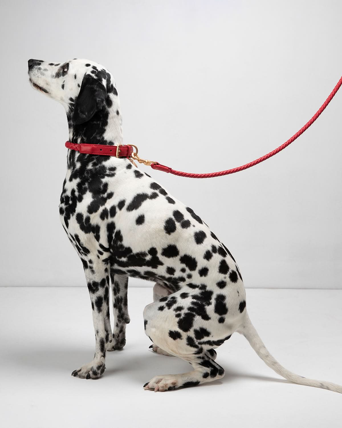 FERDINANDO NAPPA LEATHER LEASH | רצועת עור נאפה לכלב