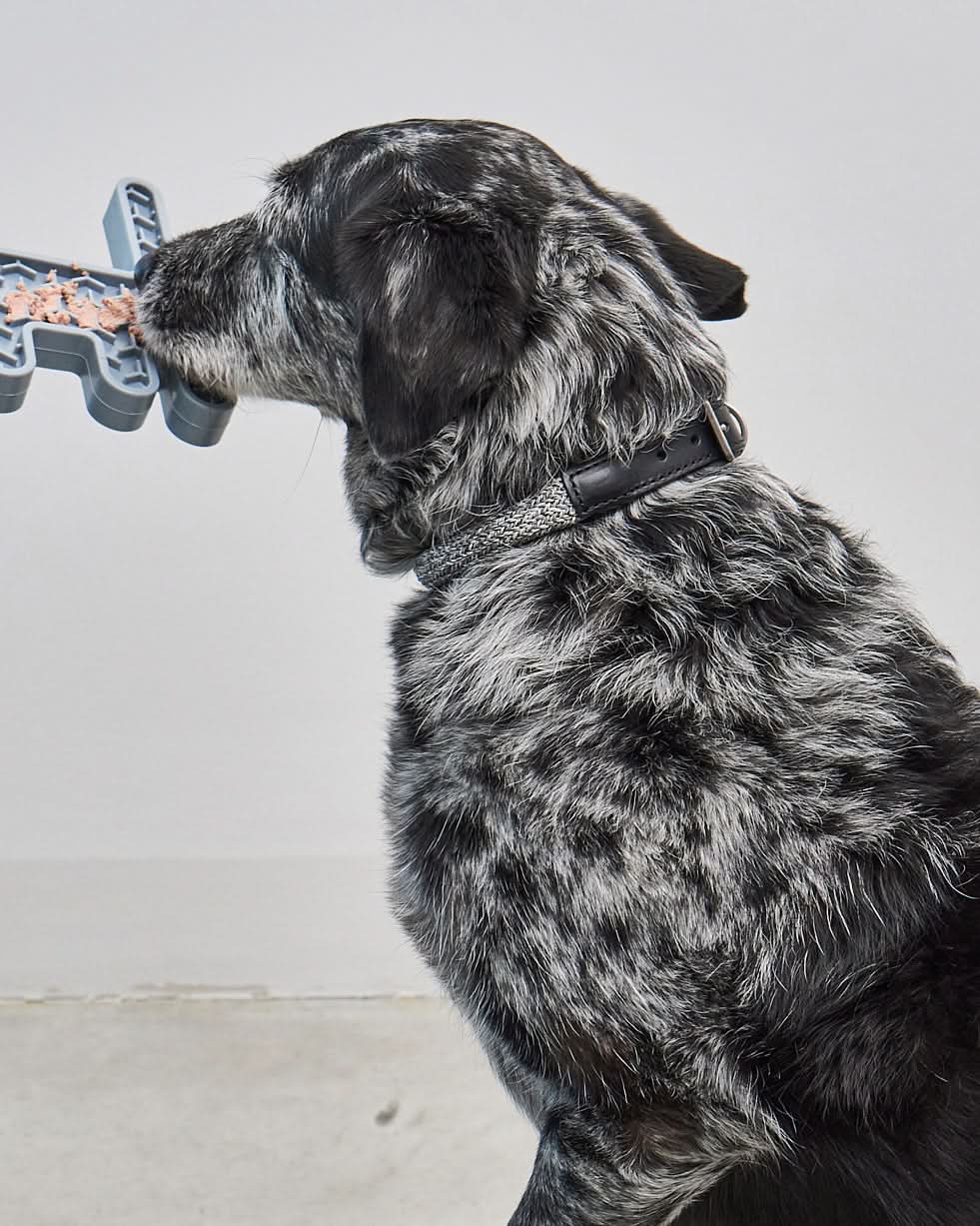 קולרים לכלבים