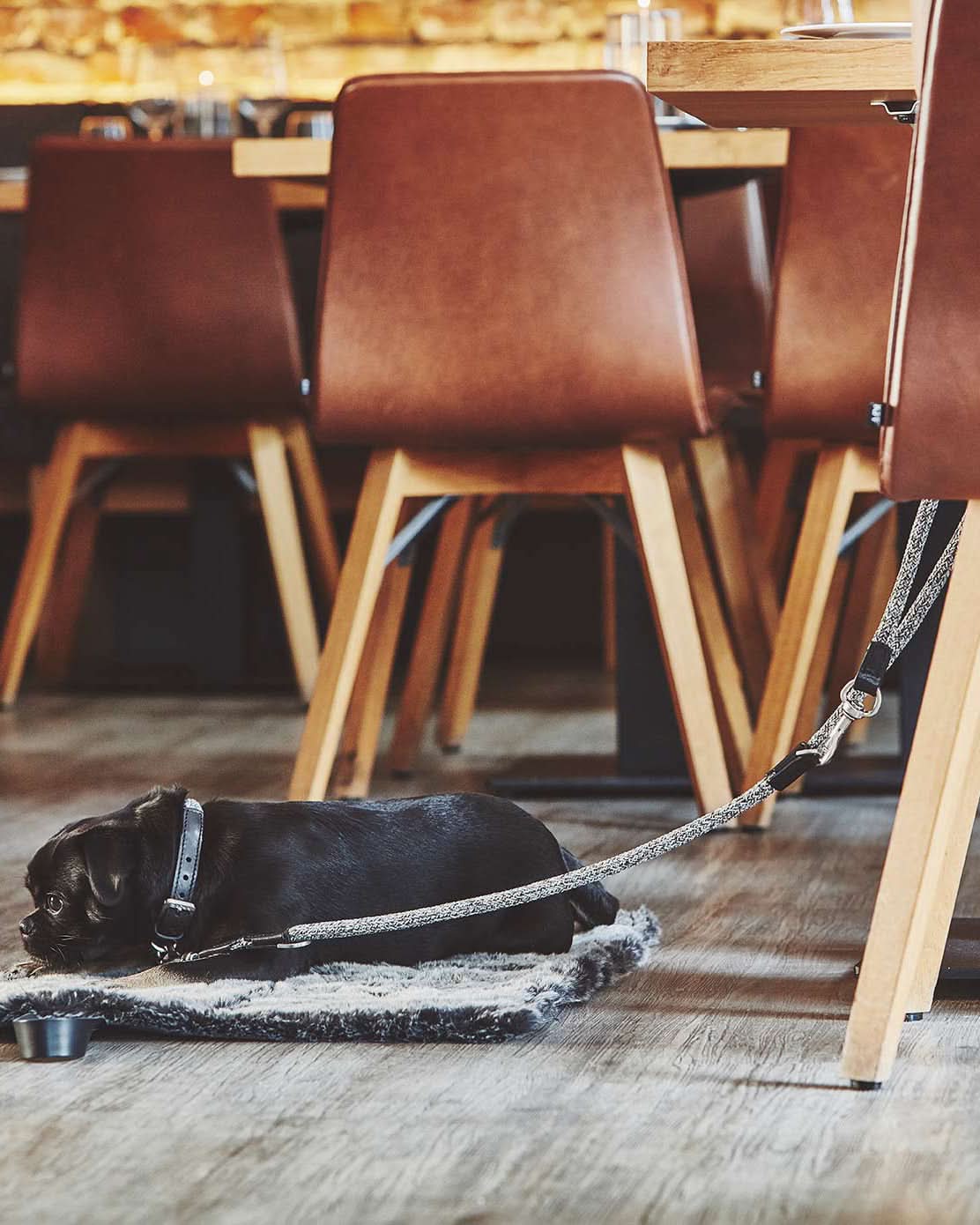 LUCCA ADJUSTABLE LEASH | רצועה מתכווננת לכלב