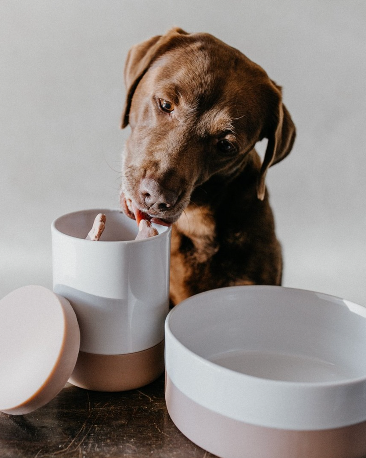 COPPA DOG & CAT TREAT JAR | צנצנת טיפים לכלבים ולחתולים