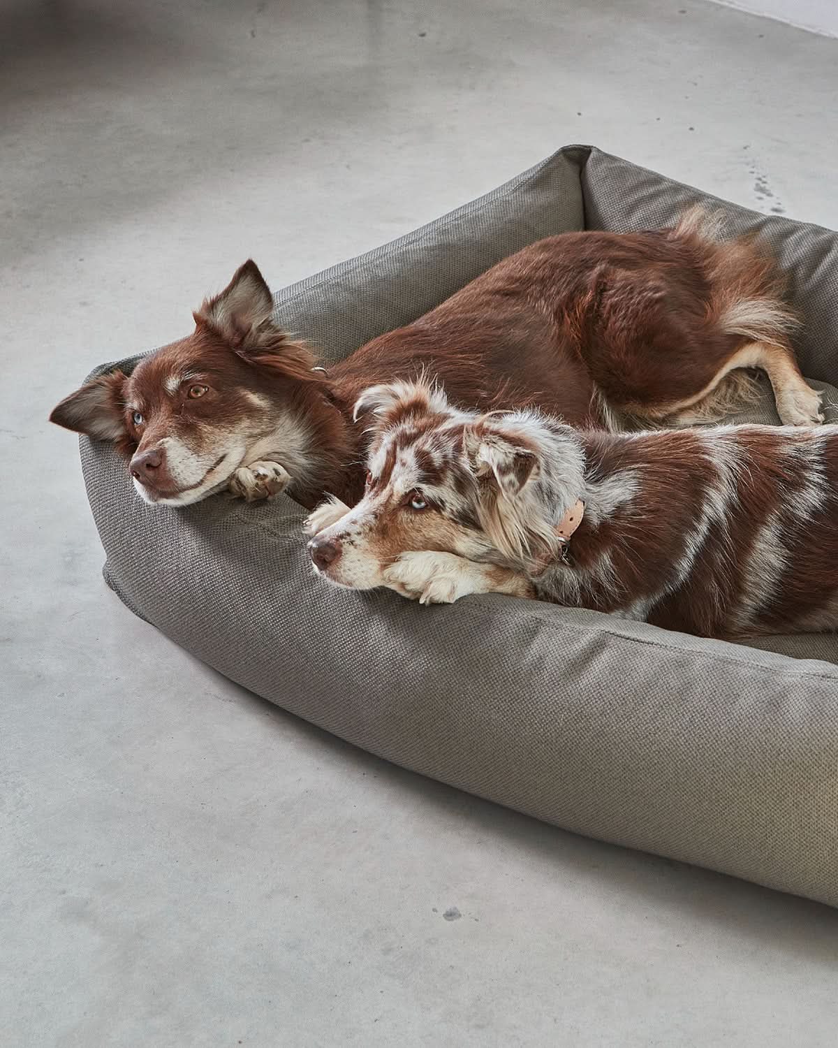 MARE DOG BOX BED | מיטה אורתופדית לכלב