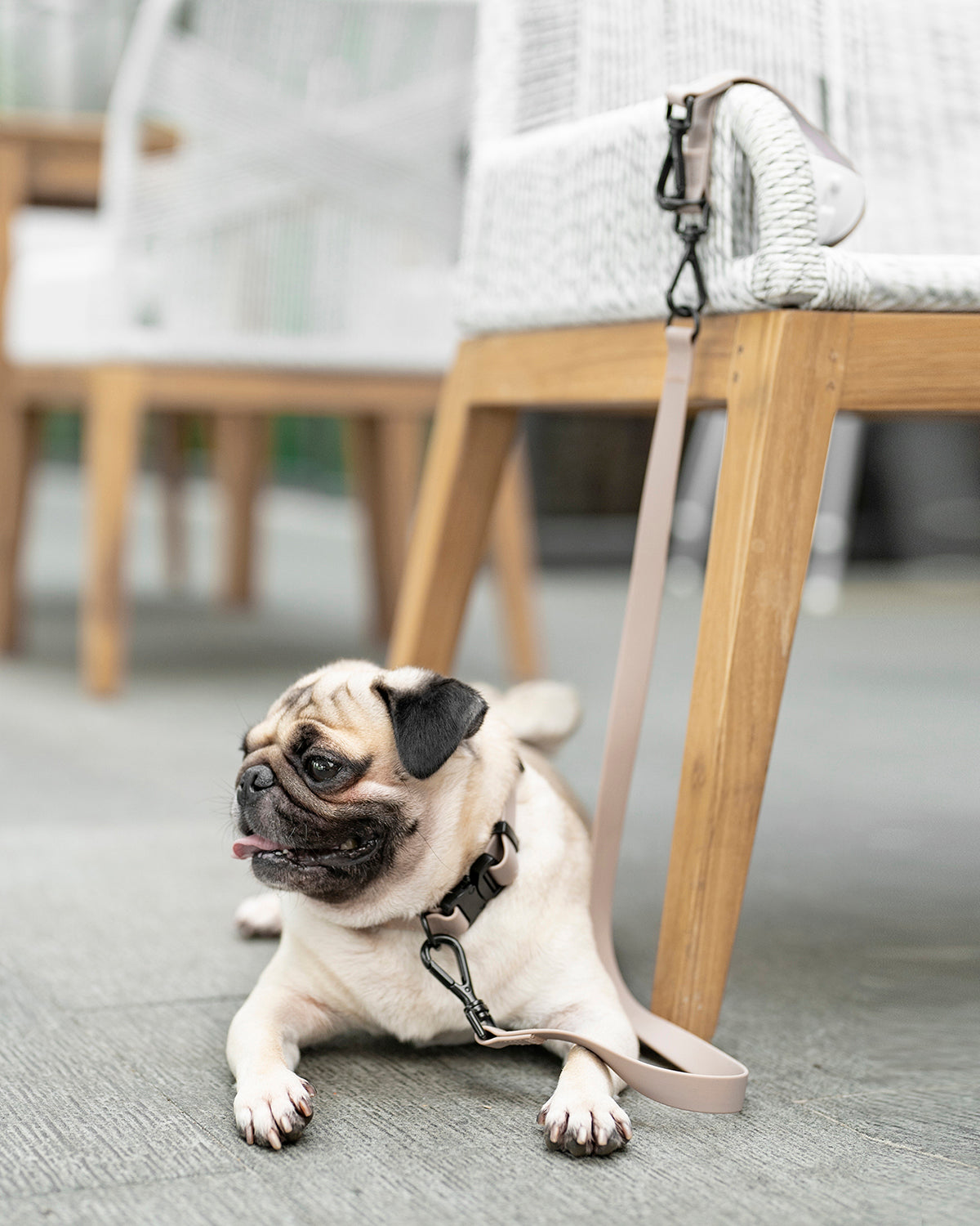 MELLEM X LEASH | רצועה לכלב