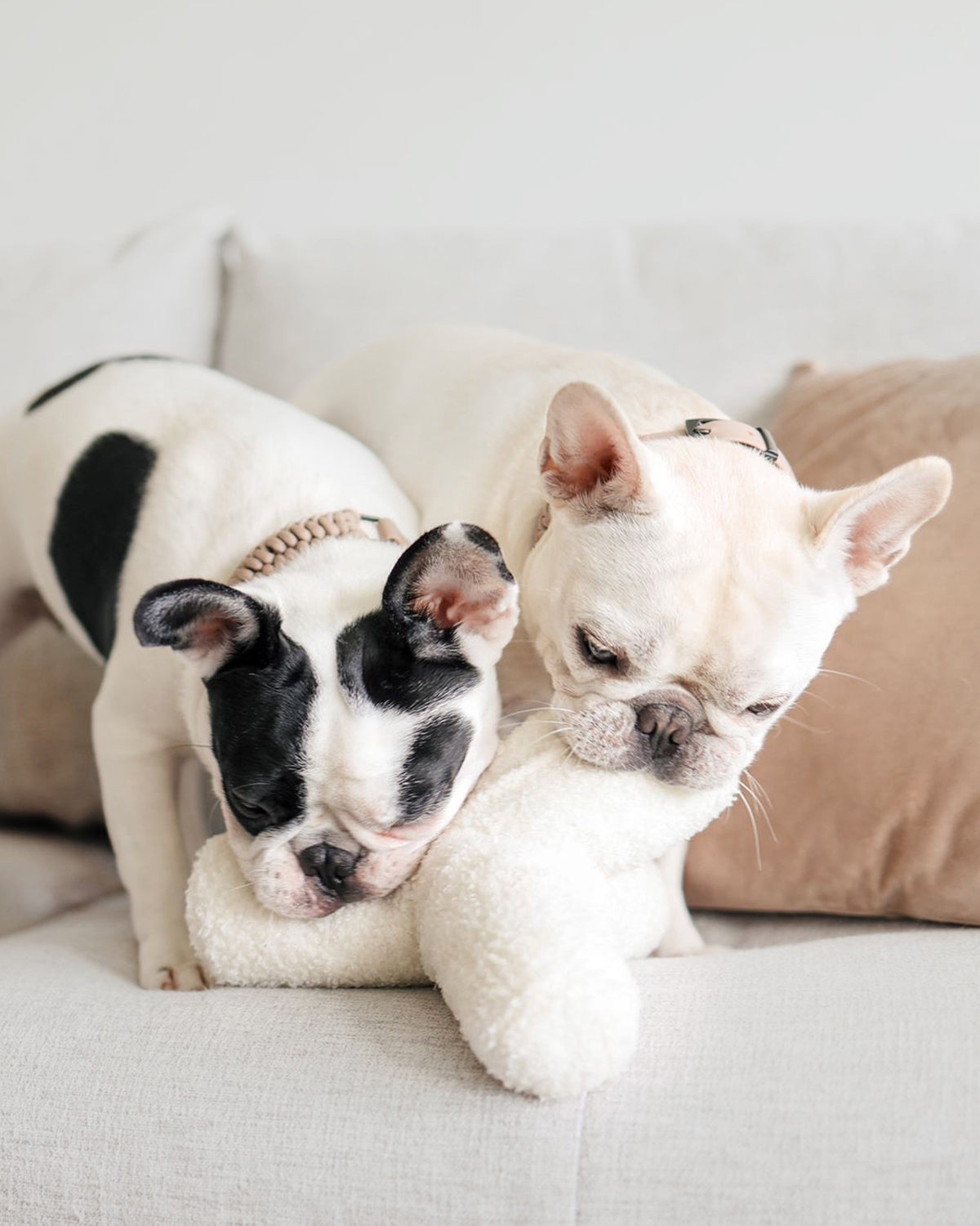 BREUER DOG TOY | צעצוע לכלב