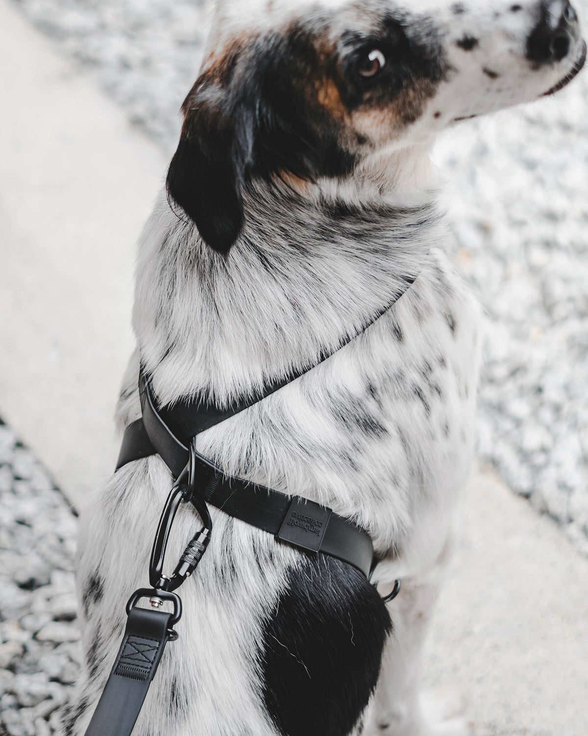 OTTO X DOG HARNESS | רתמה לכלב