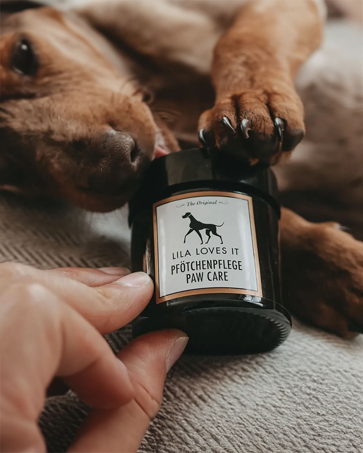 DOG PAW & NOSE CARE CREAM | קרם כפות רגליים ואף לכלב