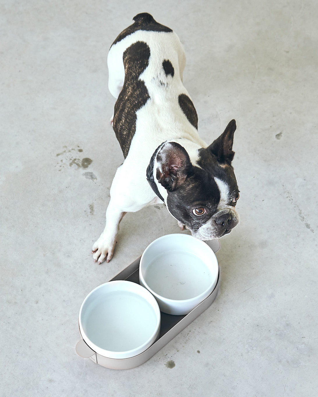 סט קערות לחתול וכלב