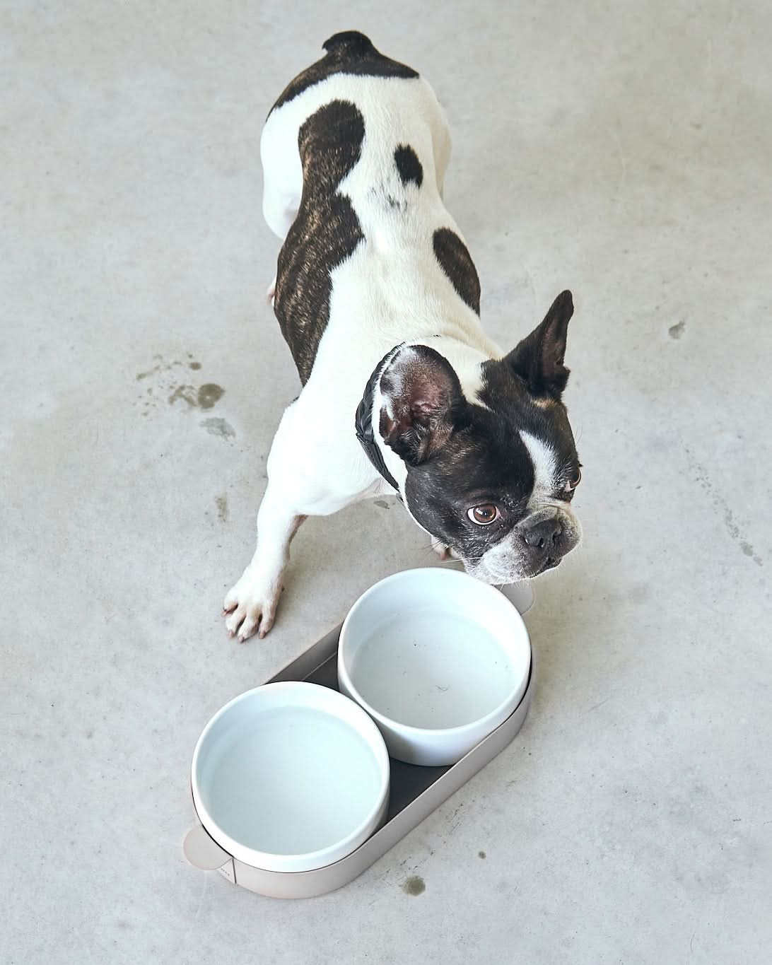 סט קערות לחתול וכלב