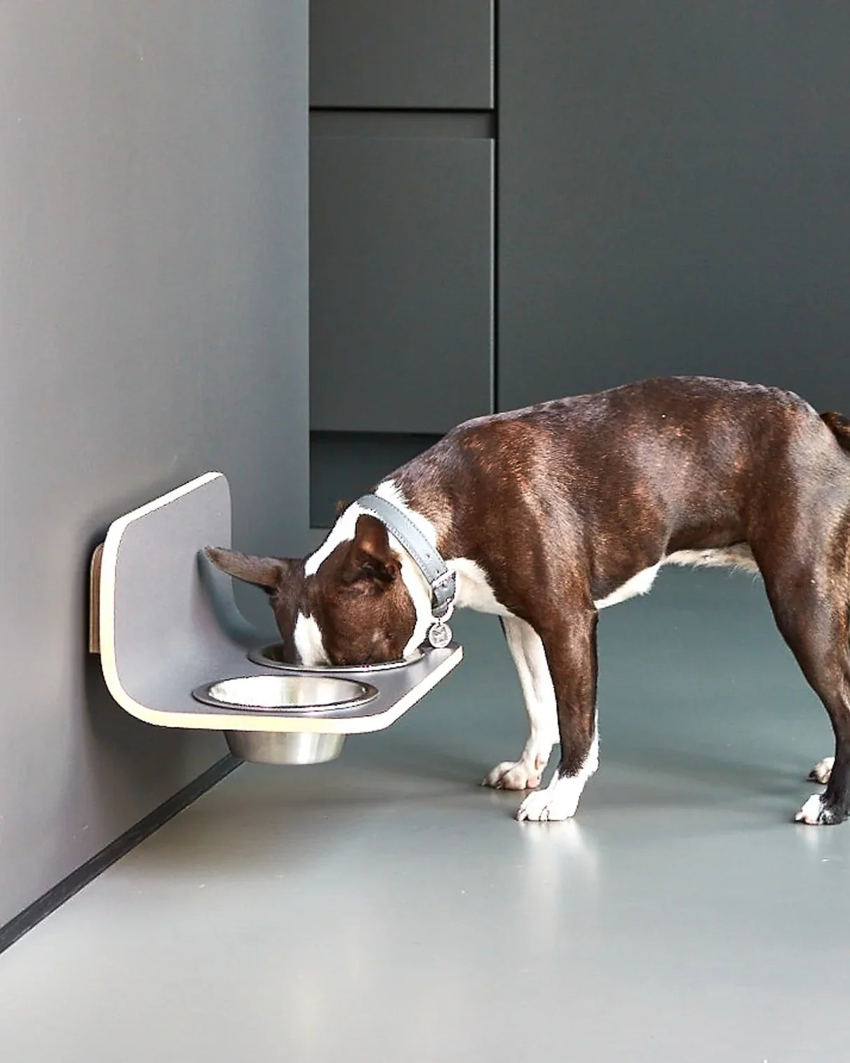 פינות אוכל לחתולים וכלבים