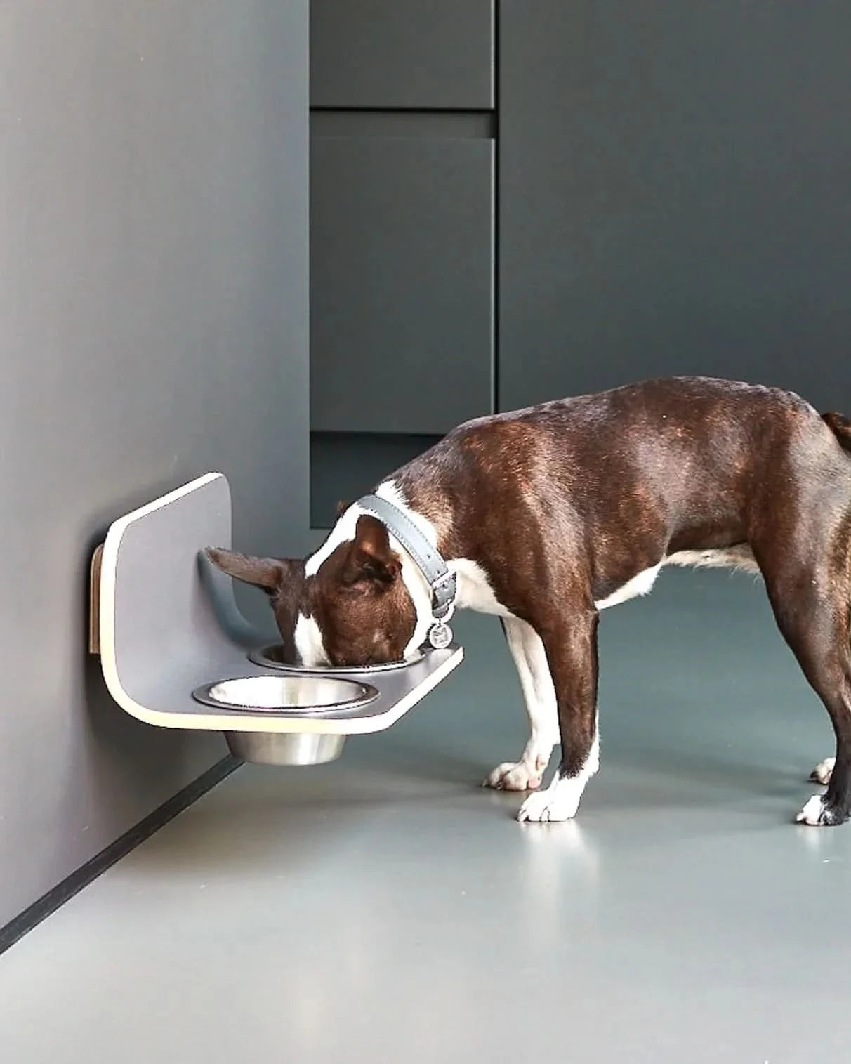 פינות אוכל לחתולים וכלבים