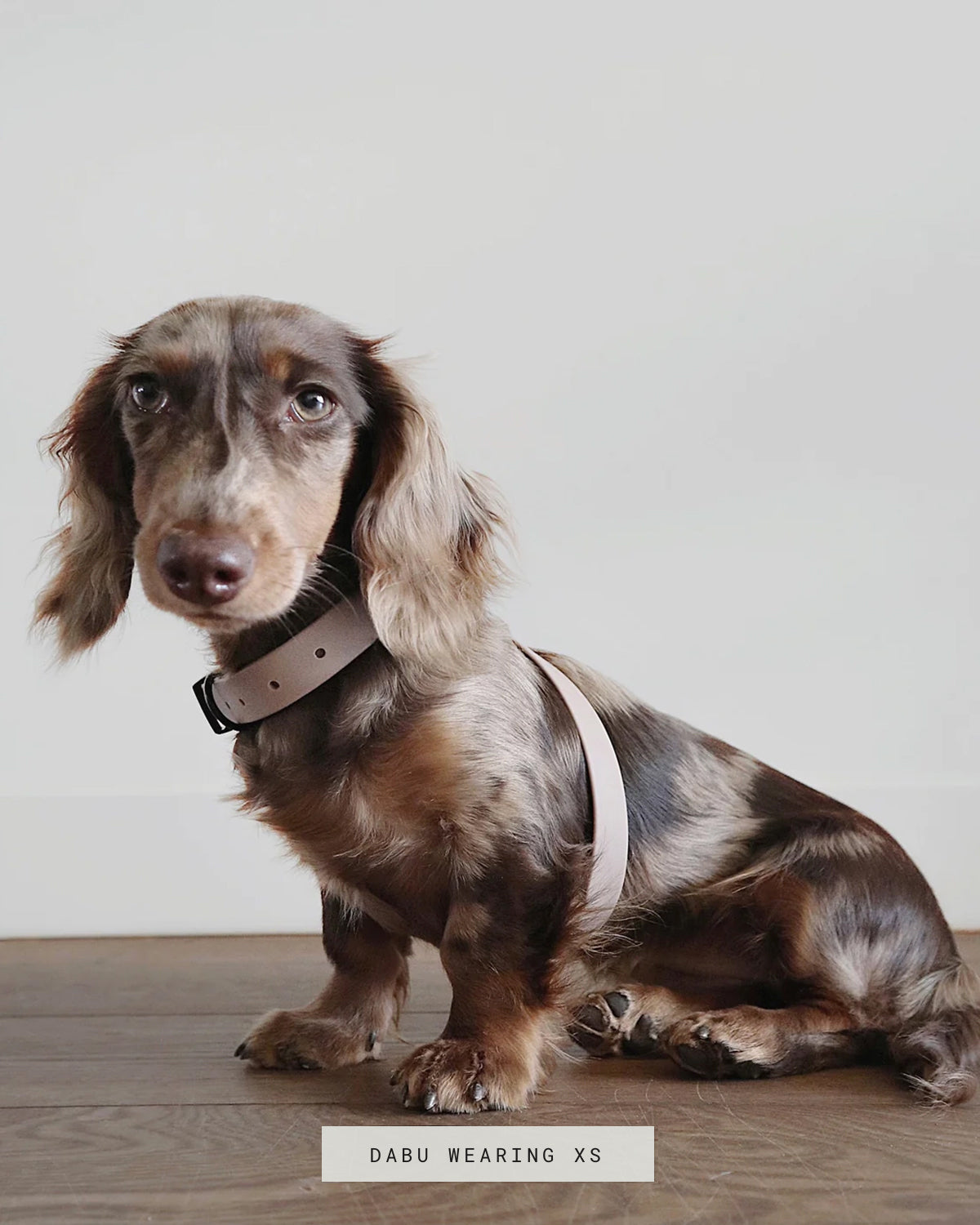 OTTO DOG HARNESS | רתמה לכלב