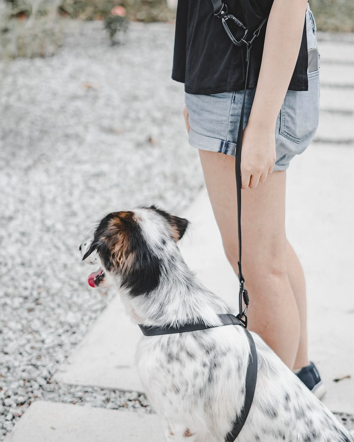 KNOX X LEASH CONNECTOR | מאריך לרצועה לכלב