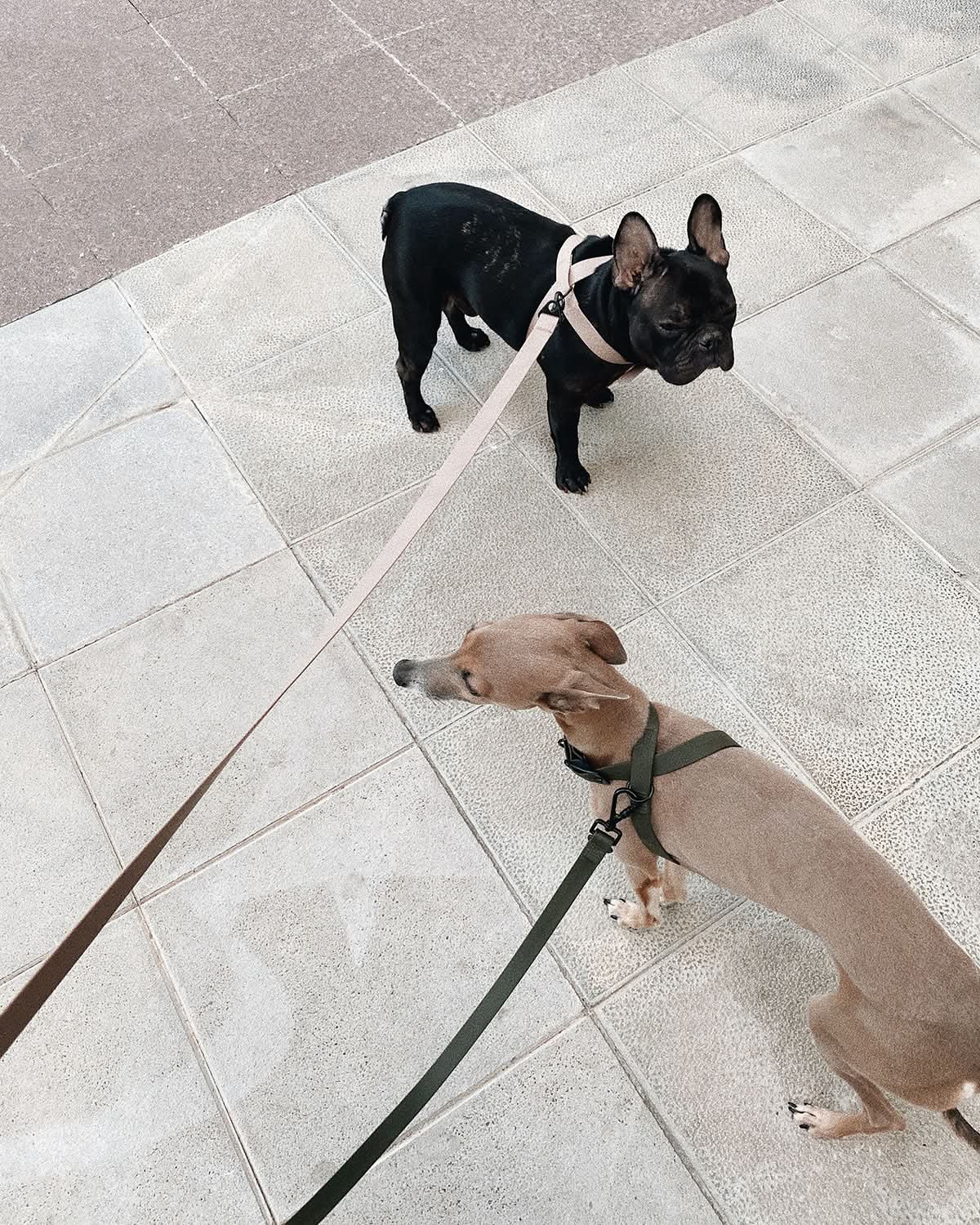 MELLEM X LEASH | רצועה לכלב