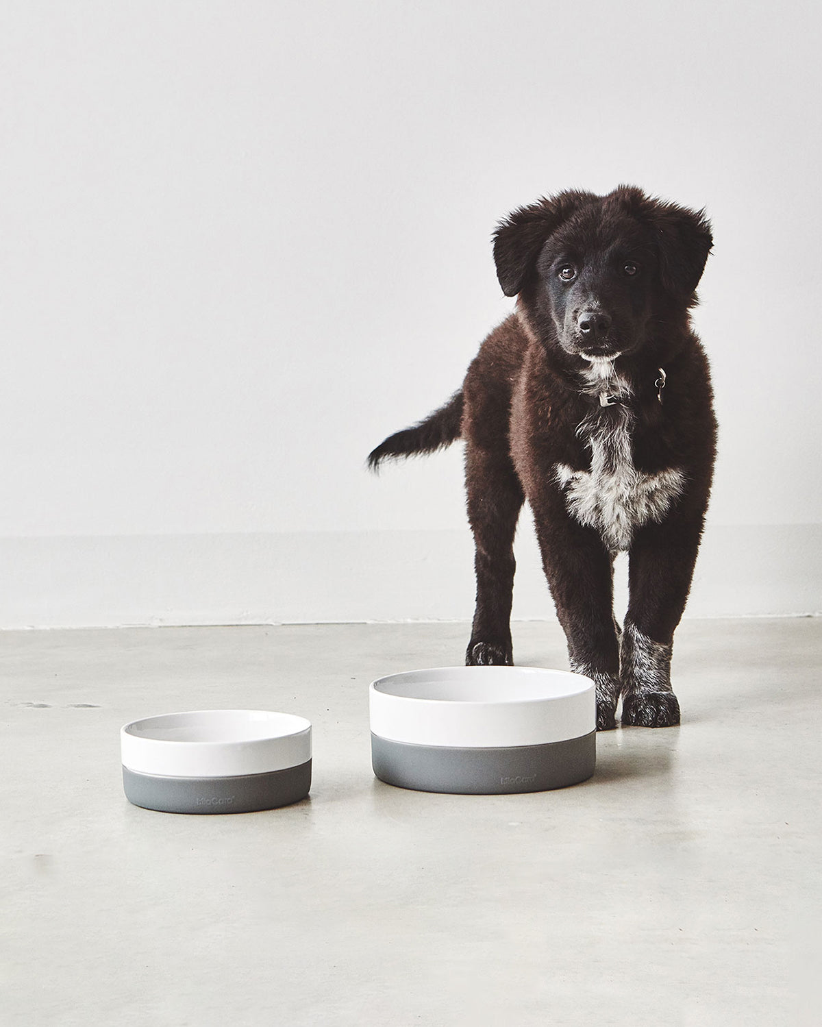 קערות מים ואוכל לכלבים וחתולים