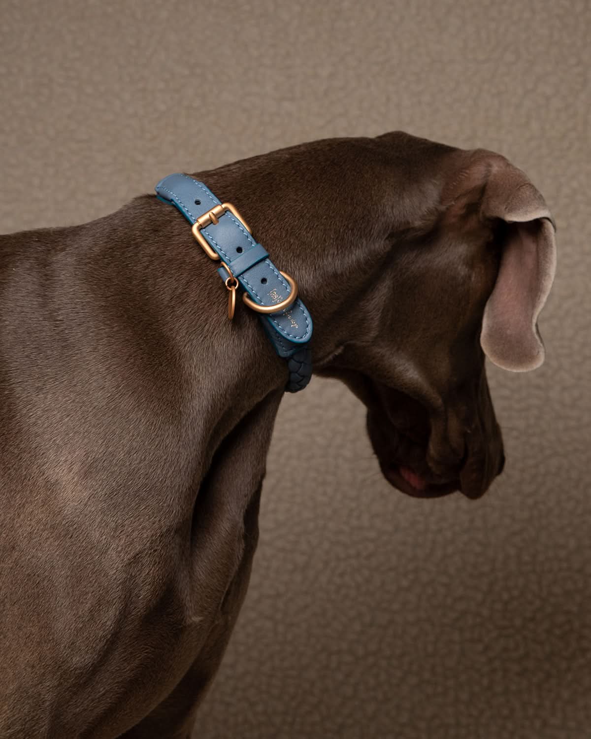 קולר עור לכלבים