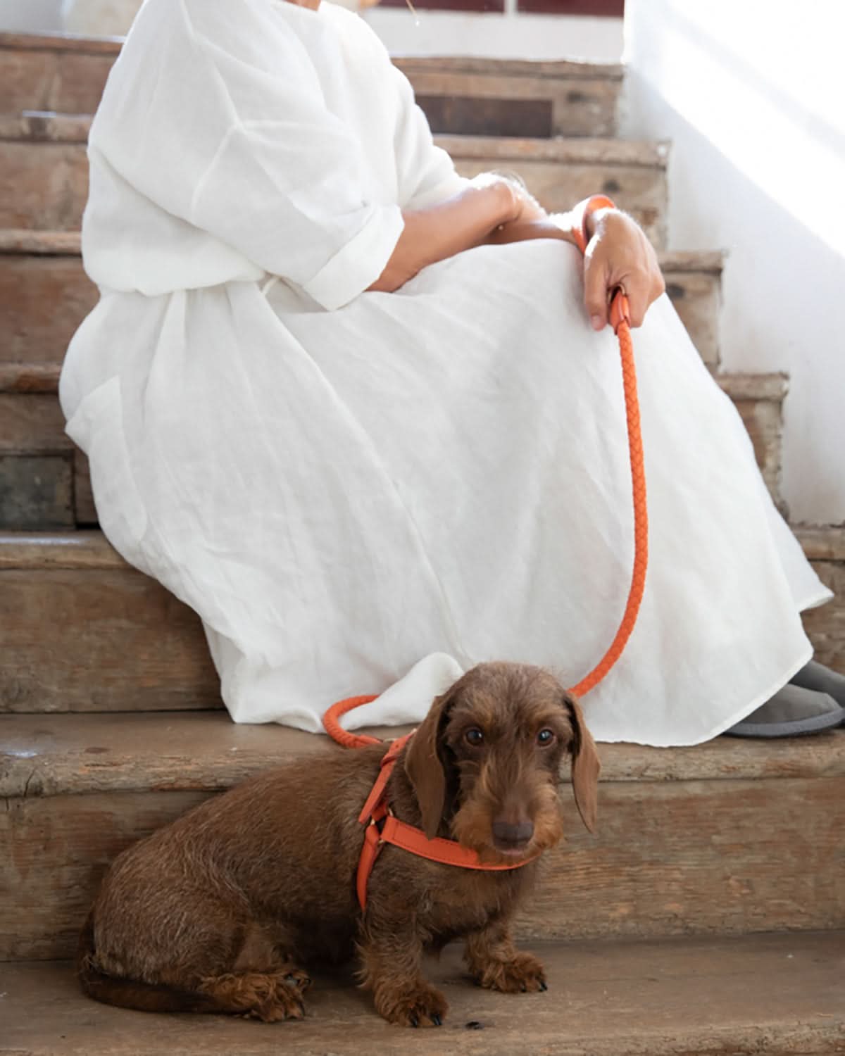 רצועת עור לכלב