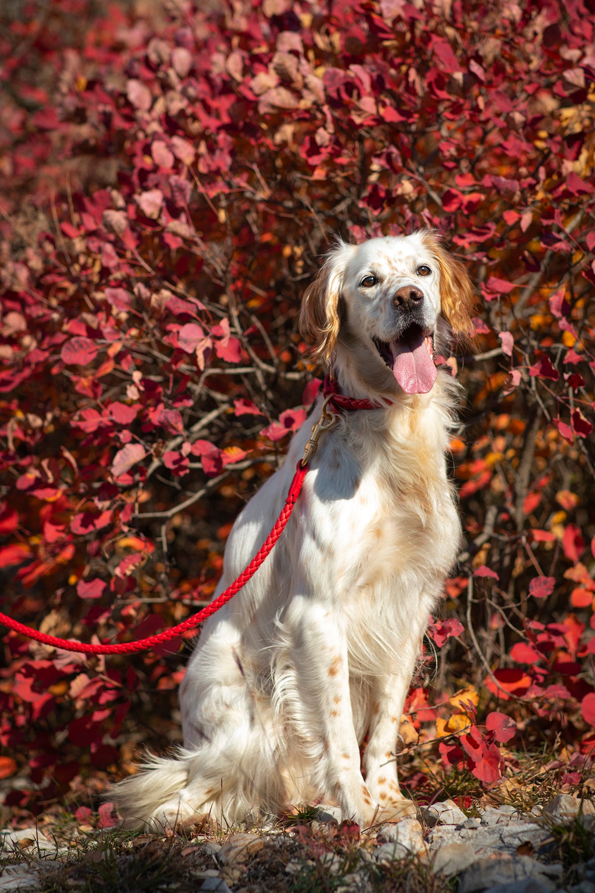 עופרת עור FERDINANDO | רצועת עור נאפה לכלב