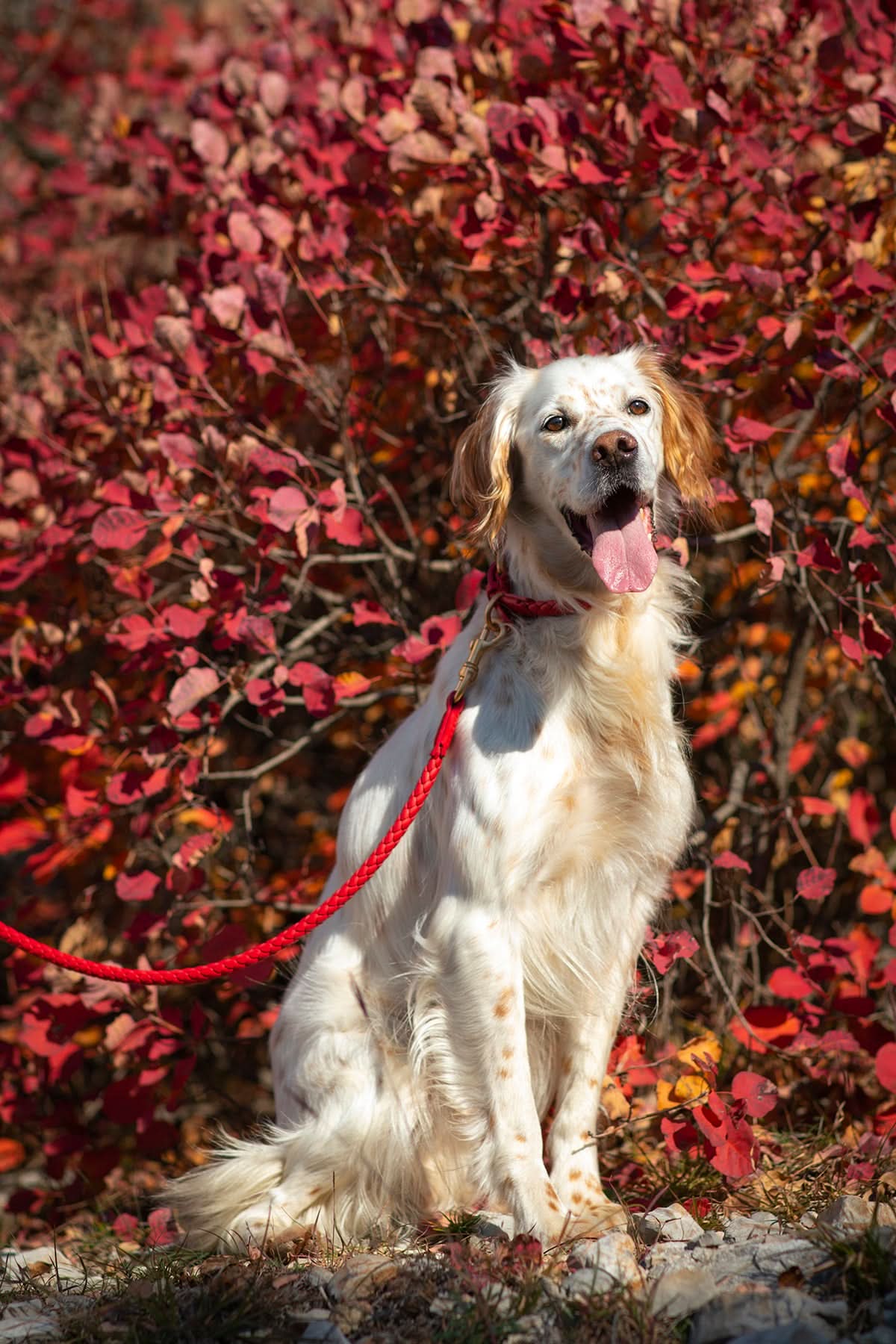 FERDINANDO NAPPA LEATHER LEASH | רצועת עור נאפה לכלב