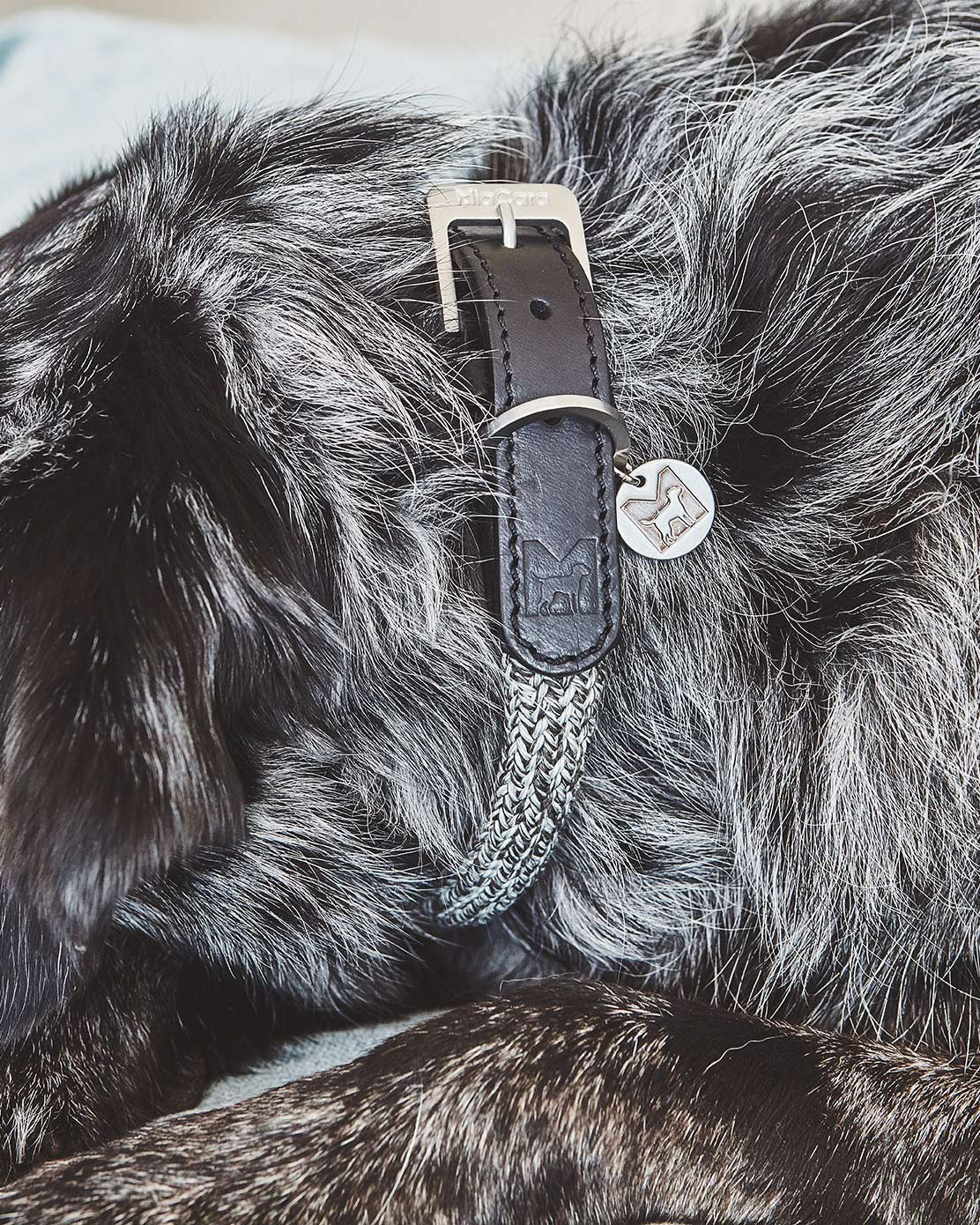 קולרים לכלבים