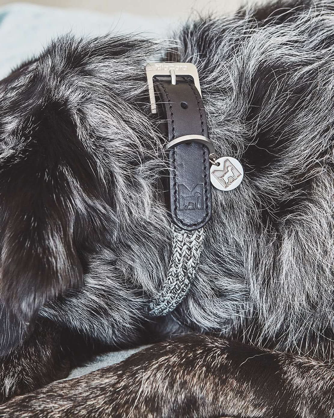 קולרים לכלבים