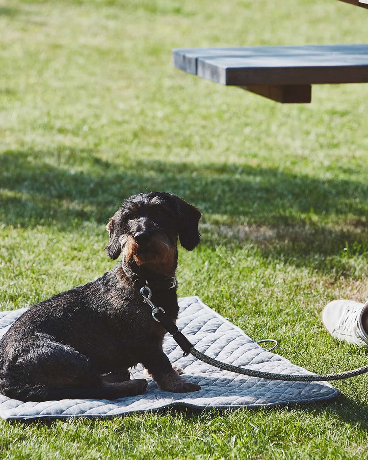 LUCCA ADJUSTABLE LEASH | רצועה מתכווננת לכלב