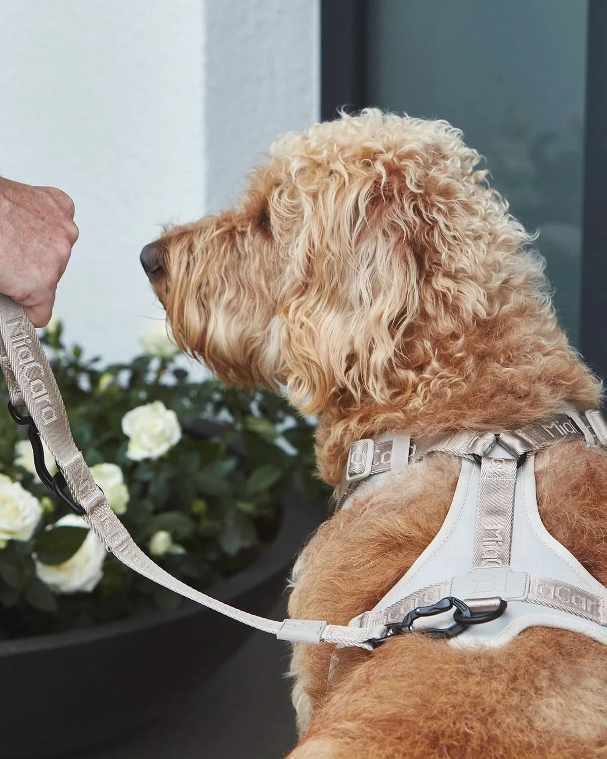 MODENA ADJUSTABLE LEASH | רצועה מתכווננת לכלב